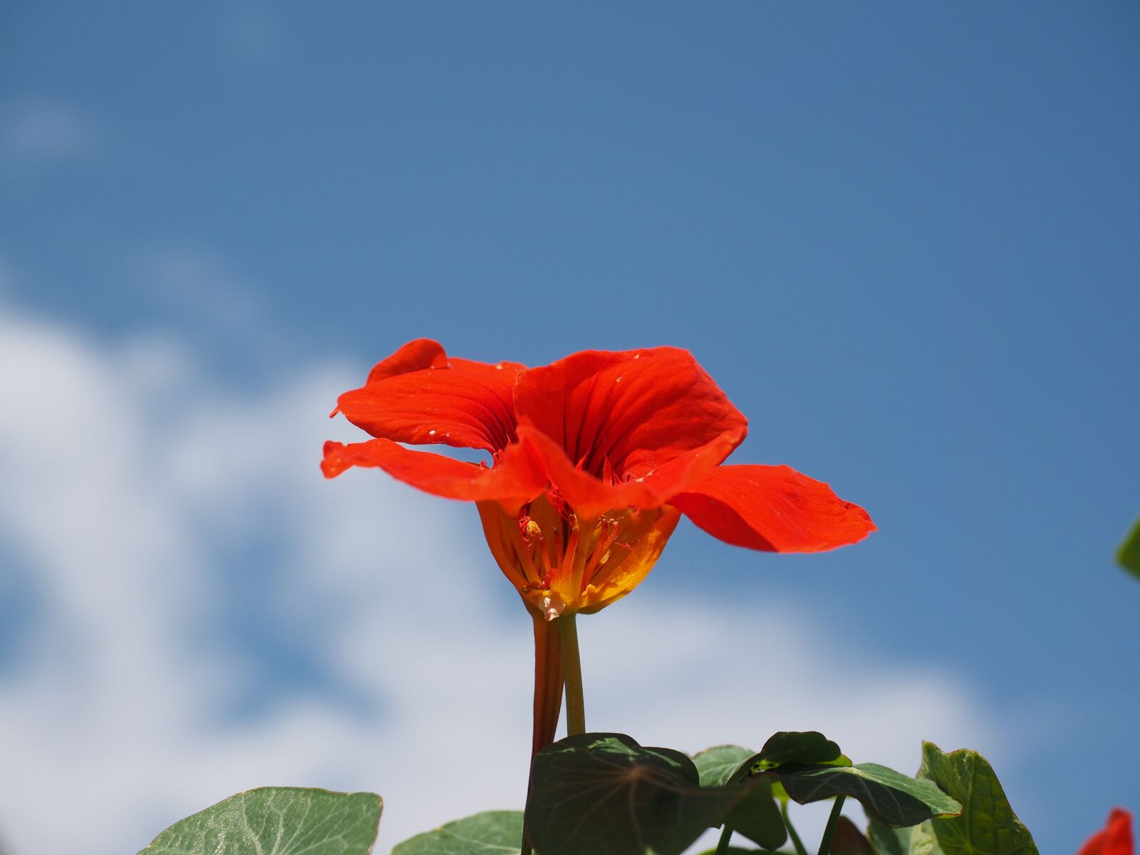 Olympus OM-D E-M1 + Olympus M.Zuiko Digital ED 12-40mm F2.8 Pro sample photo. Nasturtium, cress, blossom photography