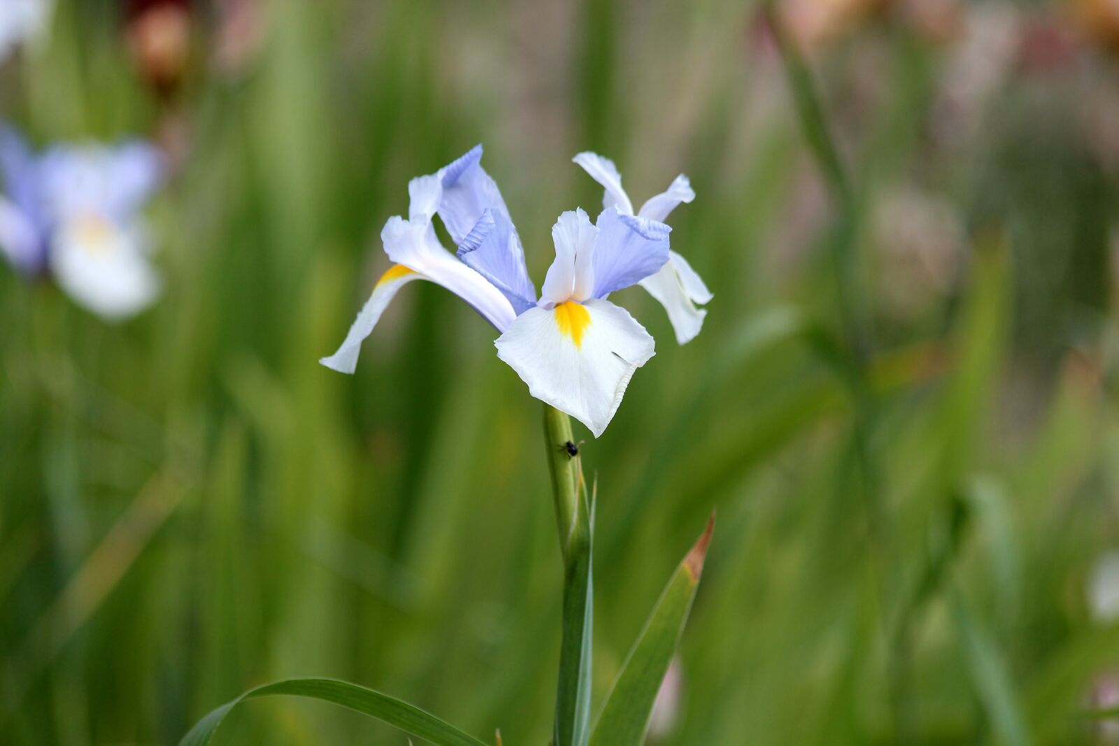 Canon EOS 650D (EOS Rebel T4i / EOS Kiss X6i) sample photo. Iris, blue iris, blue photography