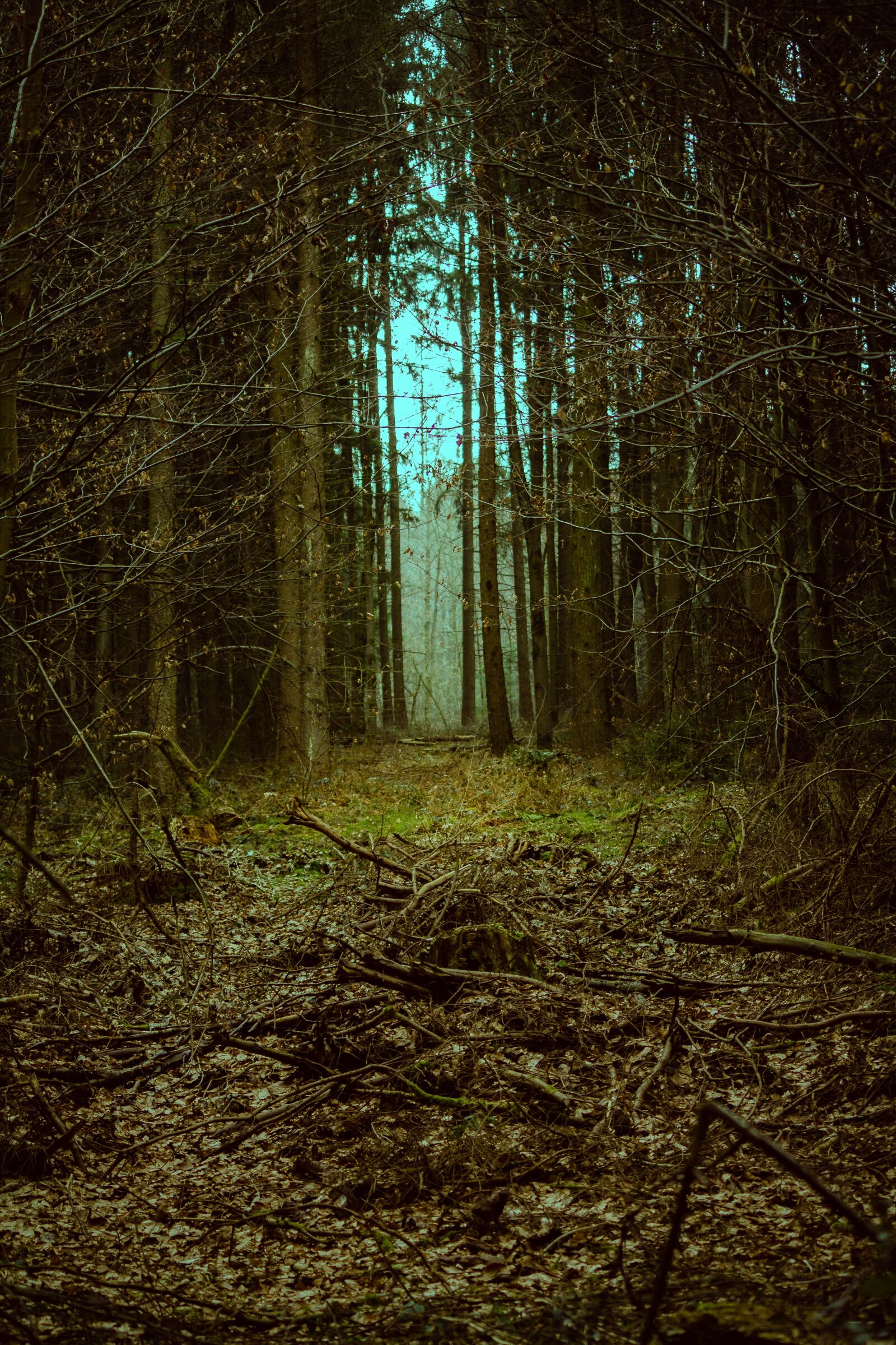 Canon EOS 1100D (EOS Rebel T3 / EOS Kiss X50) sample photo. Forest, goal, landscape photography