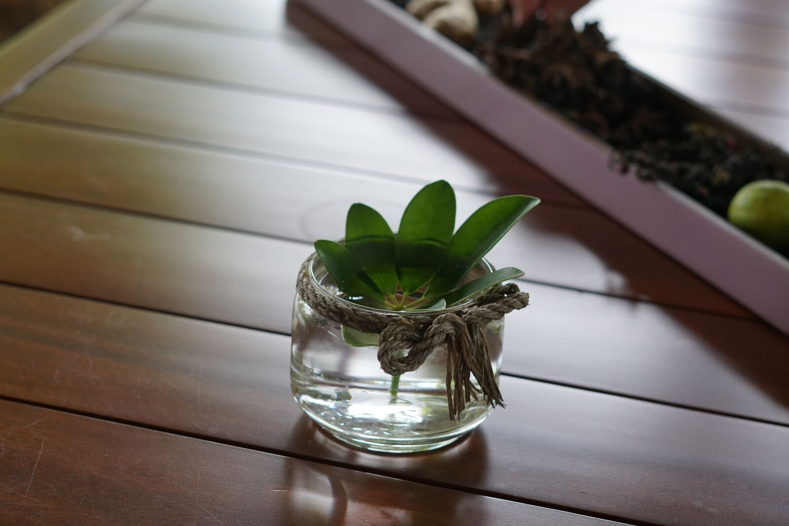 Sony a6300 + Sony FE 50mm F1.8 sample photo. Potted plant, interior, ornament photography