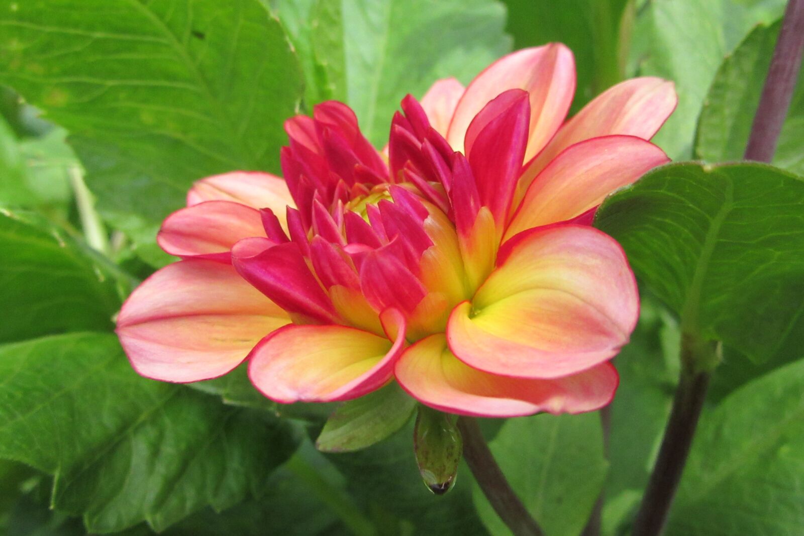 Canon PowerShot SX610 HS sample photo. Flower, plant, pink photography