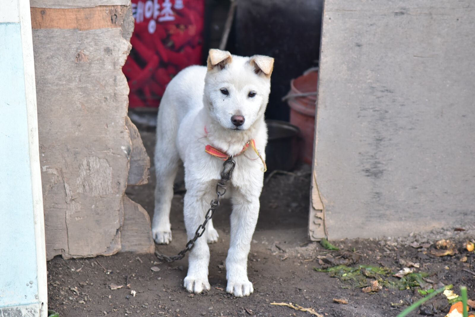 Nikon D750 sample photo. Puppy, one hundred nine photography