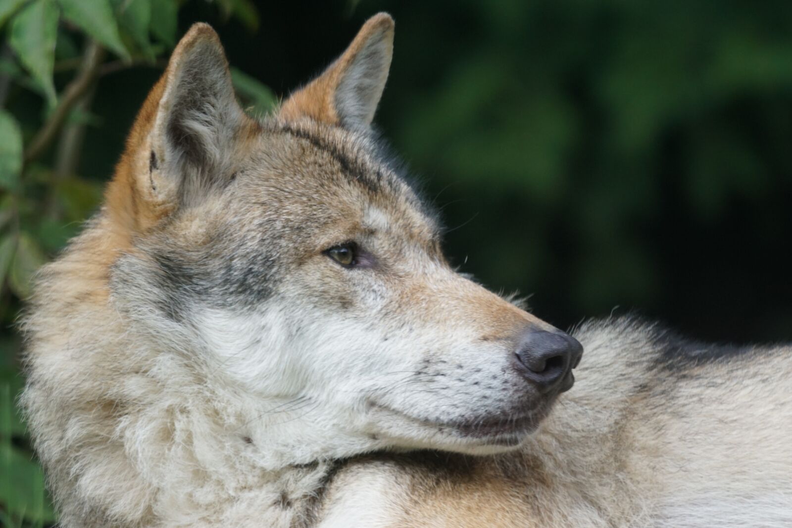 Sony ILCA-77M2 + Sony 70-400mm F4-5.6 G SSM sample photo. Wolf, predator, european wolf photography