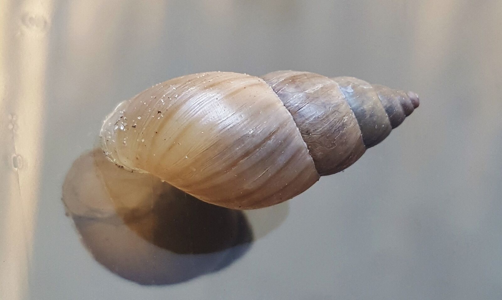 Samsung Galaxy Note5 sample photo. Shell, snail, mollusk photography
