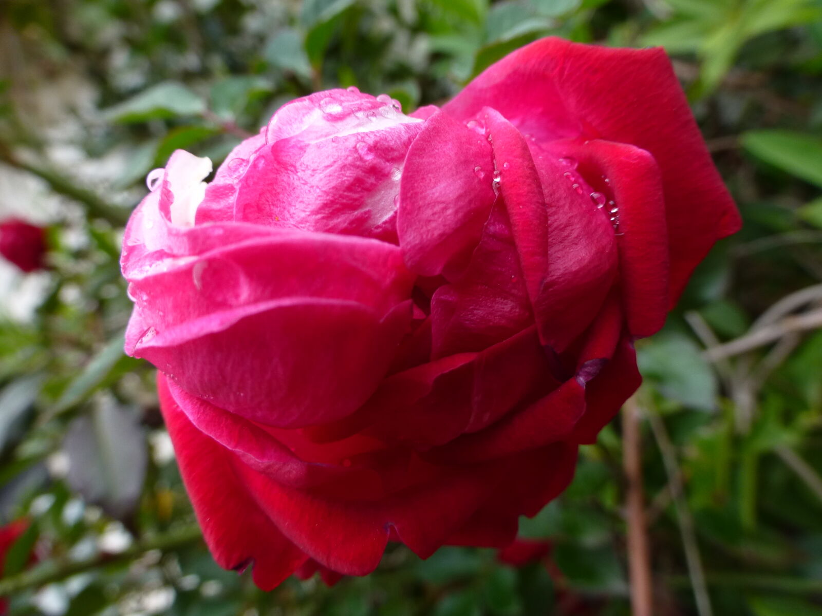 Panasonic Lumix DMC-ZS20 (Lumix DMC-TZ30) sample photo. Dew, flowers, nature, pink photography