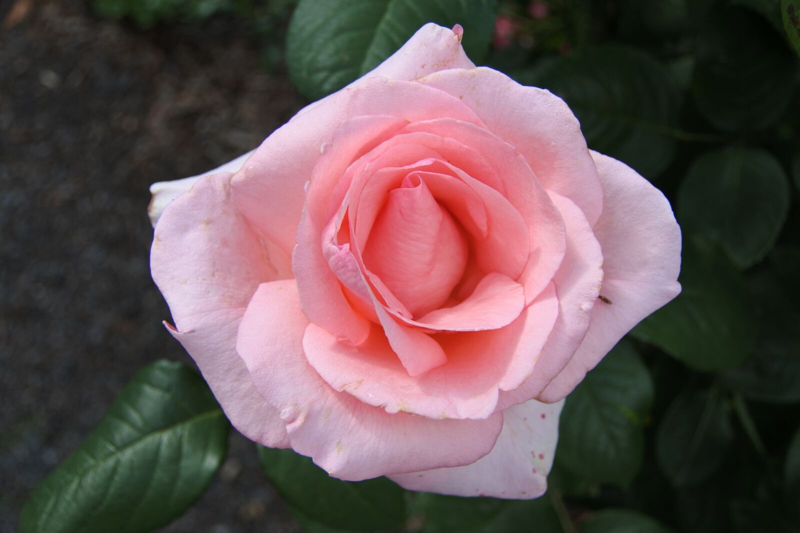 1 NIKKOR VR 10-100mm f/4-5.6 sample photo. Flower, rose, petal photography