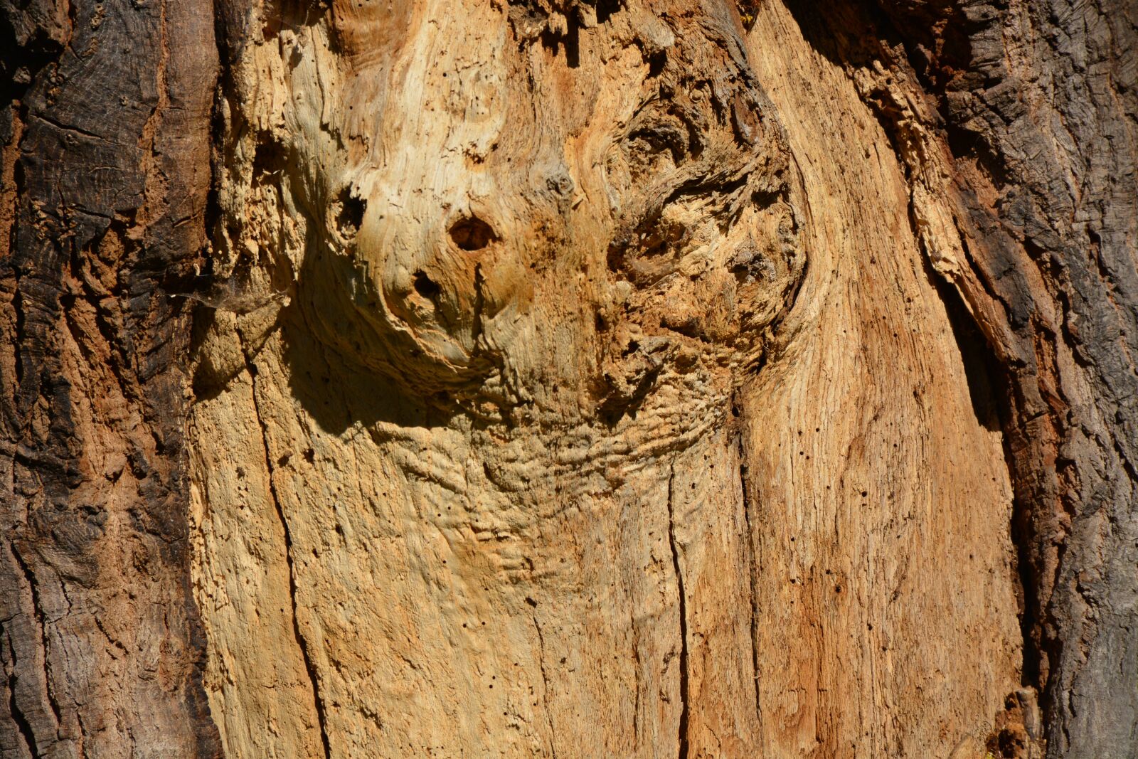 Nikon D5200 sample photo. Wood, tree, tribe photography