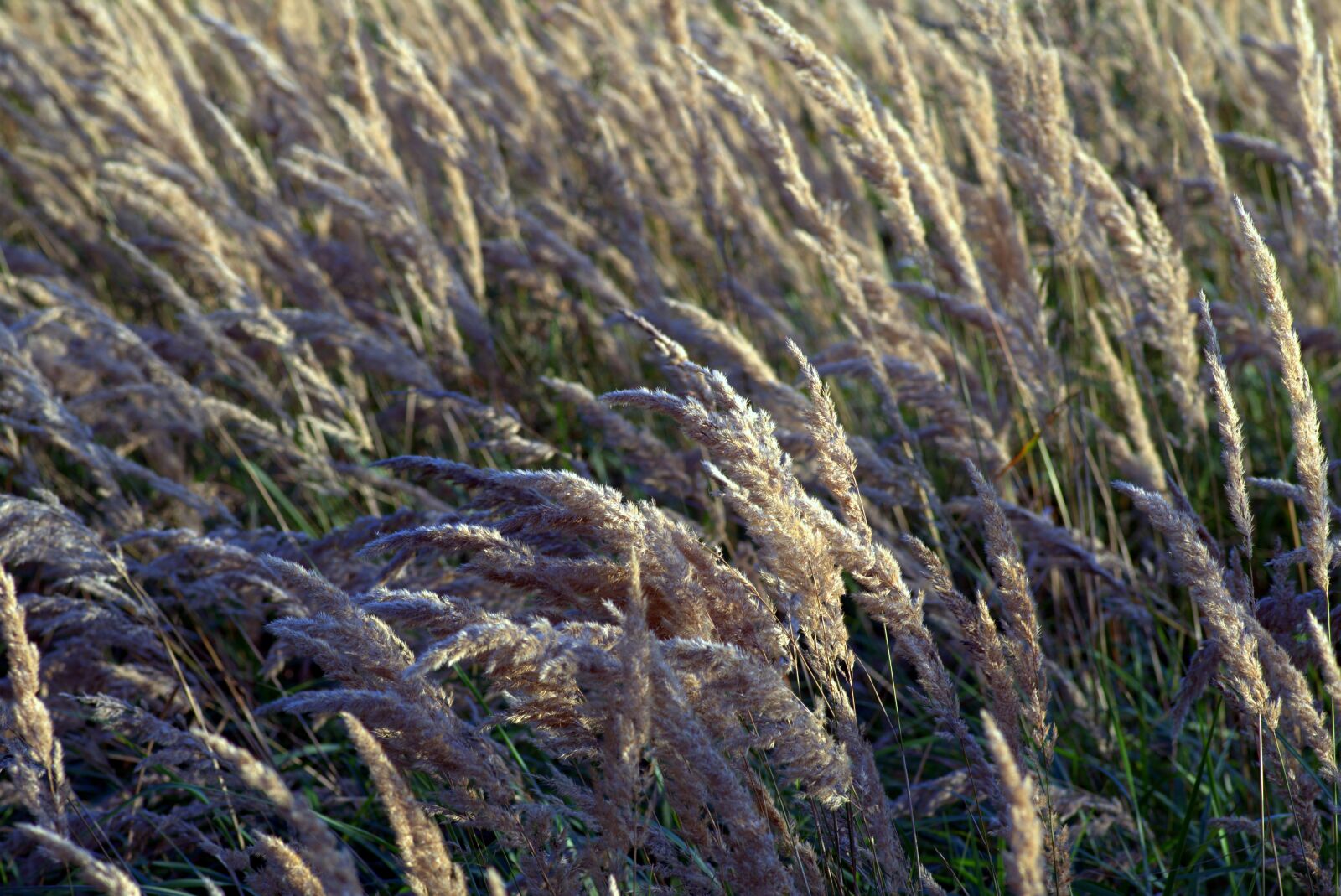 Pentax K-S2 sample photo. Grass, dry grass, meadow photography
