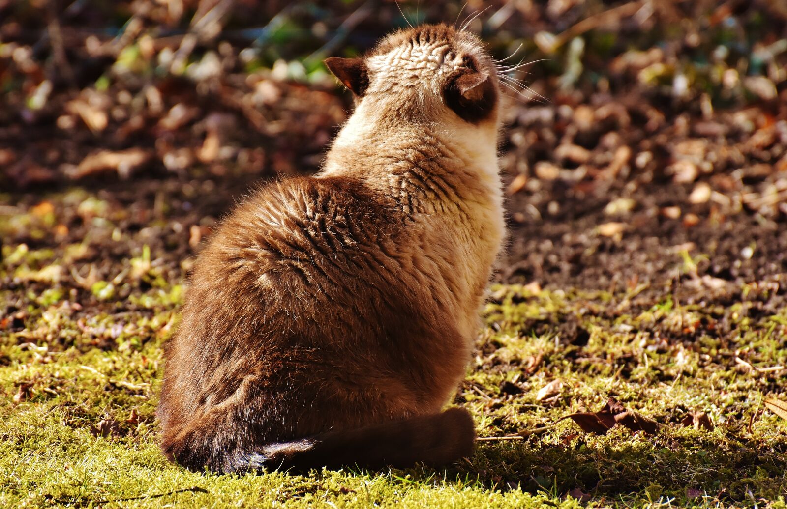 Nikon D7200 sample photo. British shorthair, cat, mieze photography