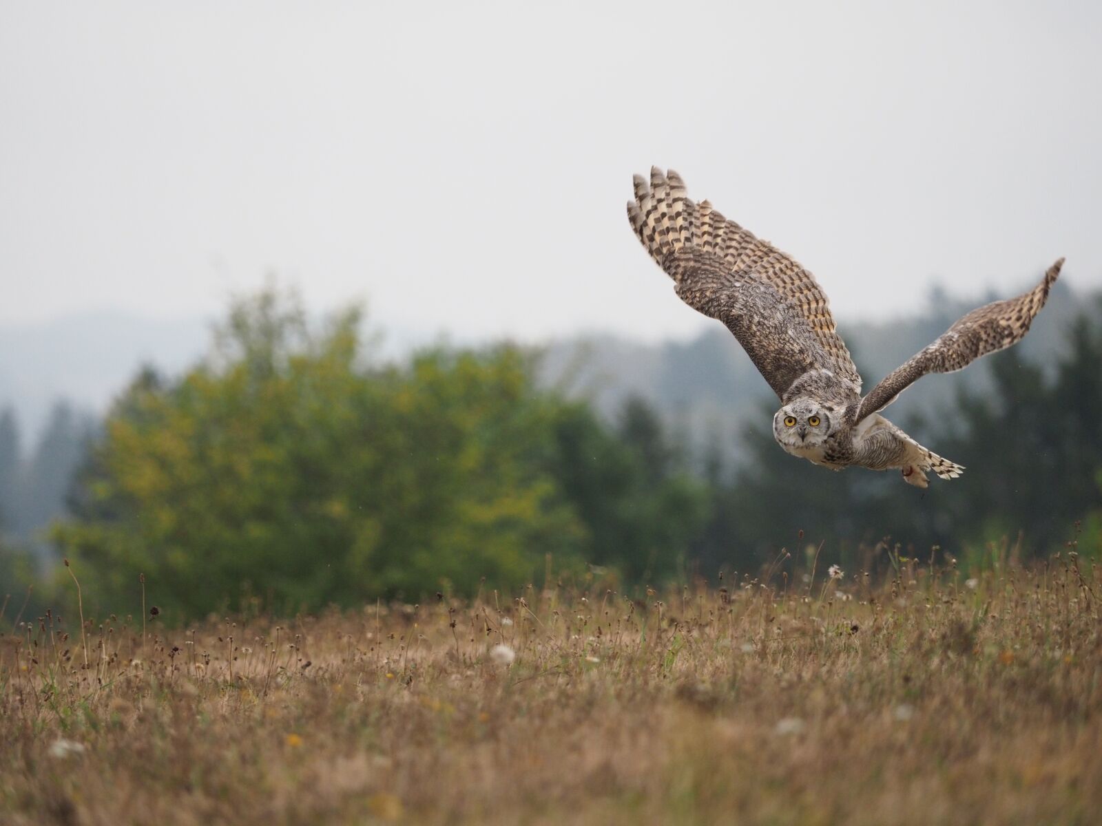 Olympus OM-D E-M1 Mark II + Olympus M.Zuiko Digital ED 40-150mm F2.8 Pro sample photo. Bird, animal, owl photography