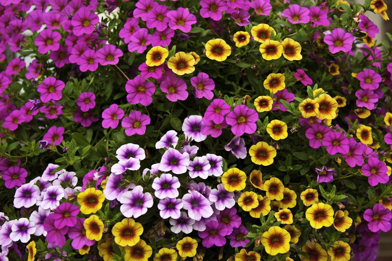 Canon EOS 5D Mark II sample photo. Flowers, garden, lavender photography