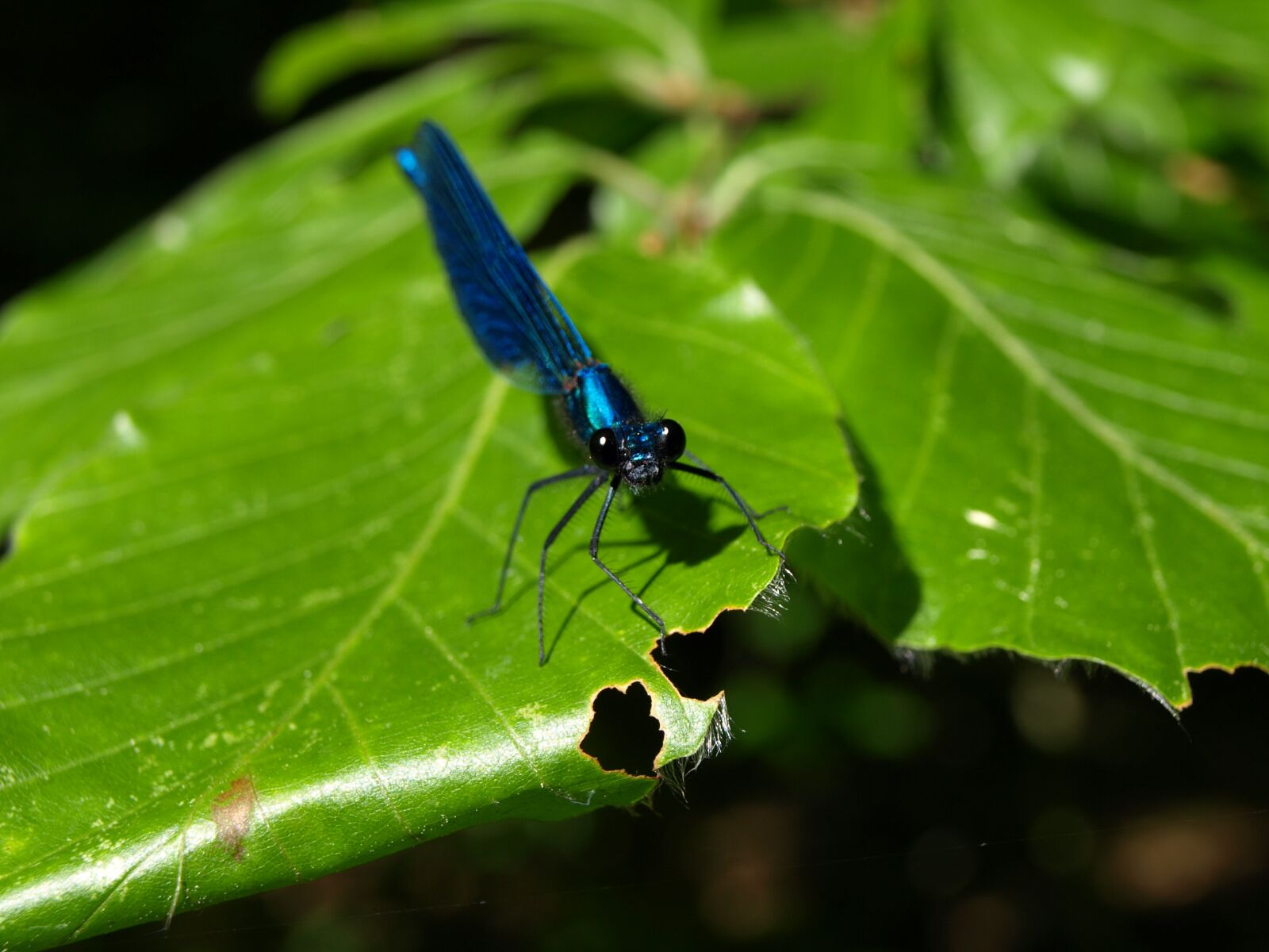 Olympus E-510 (EVOLT E-510) sample photo. Dragonfly, blue-winged demoiselle, small photography