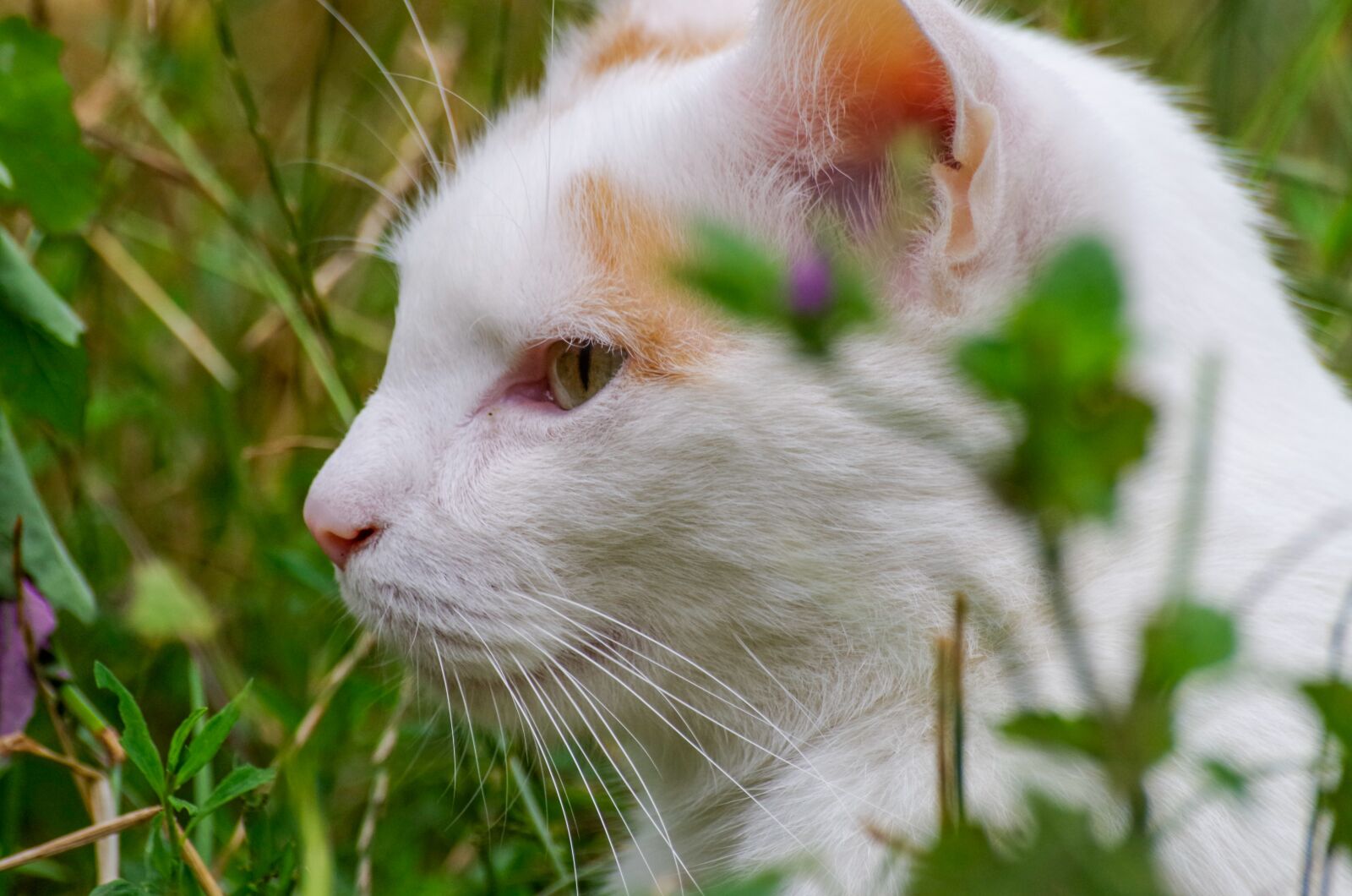 Pentax K-30 sample photo. Cat, mammal, pet photography