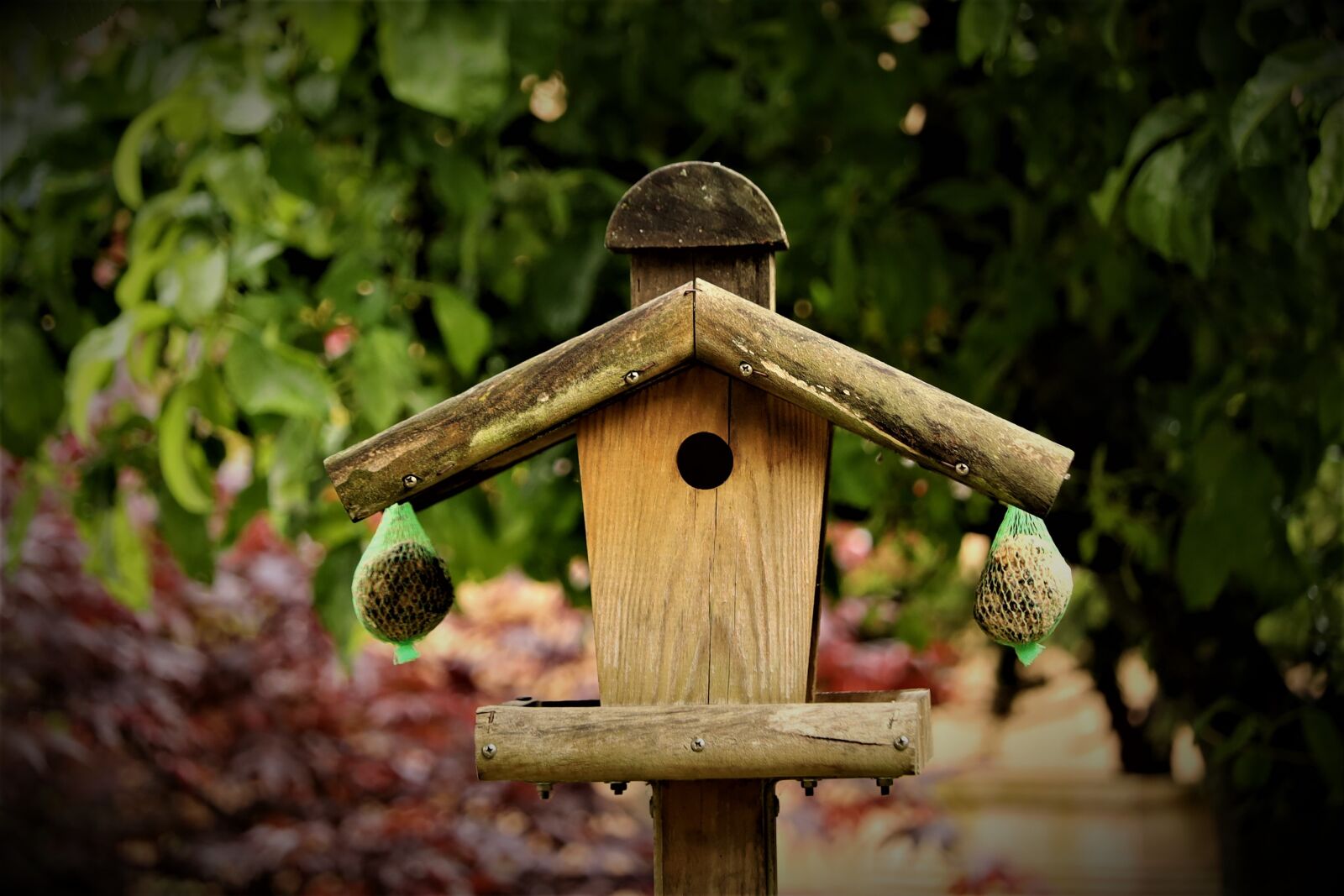 Canon EOS RP sample photo. Feeding, bird, garden photography
