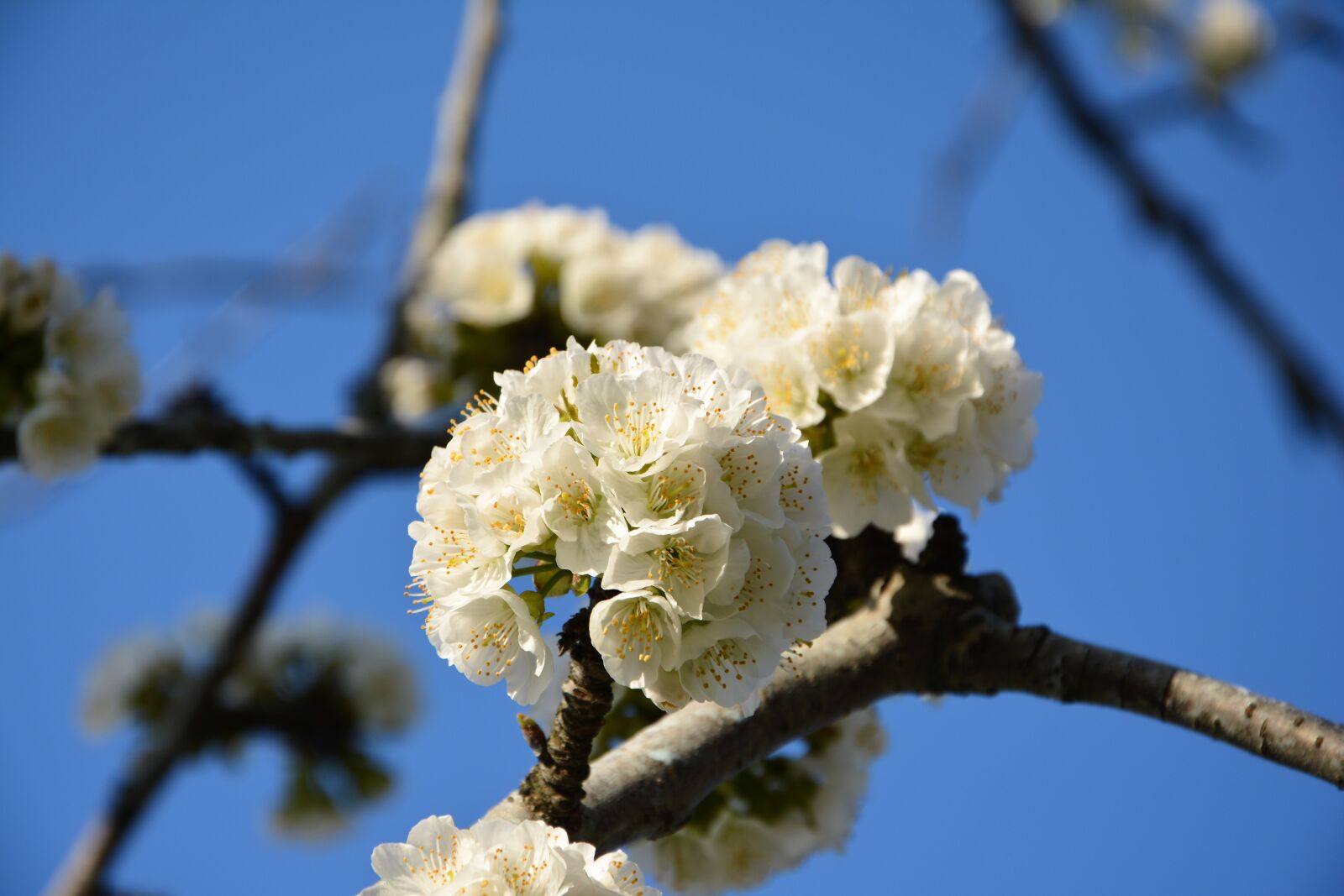Nikon D7100 sample photo. Cherry, flower, sprig photography