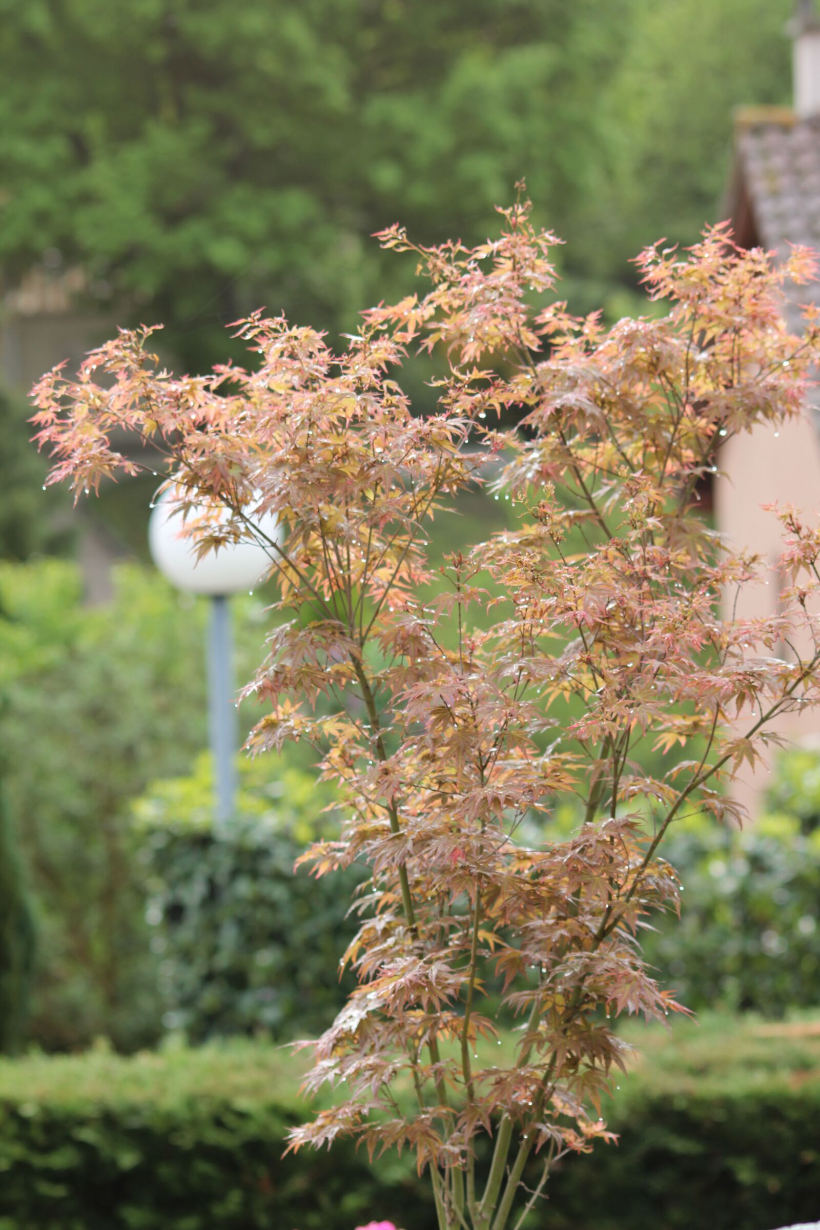 Canon EOS 550D (EOS Rebel T2i / EOS Kiss X4) sample photo. Maple, young, leaves japan photography