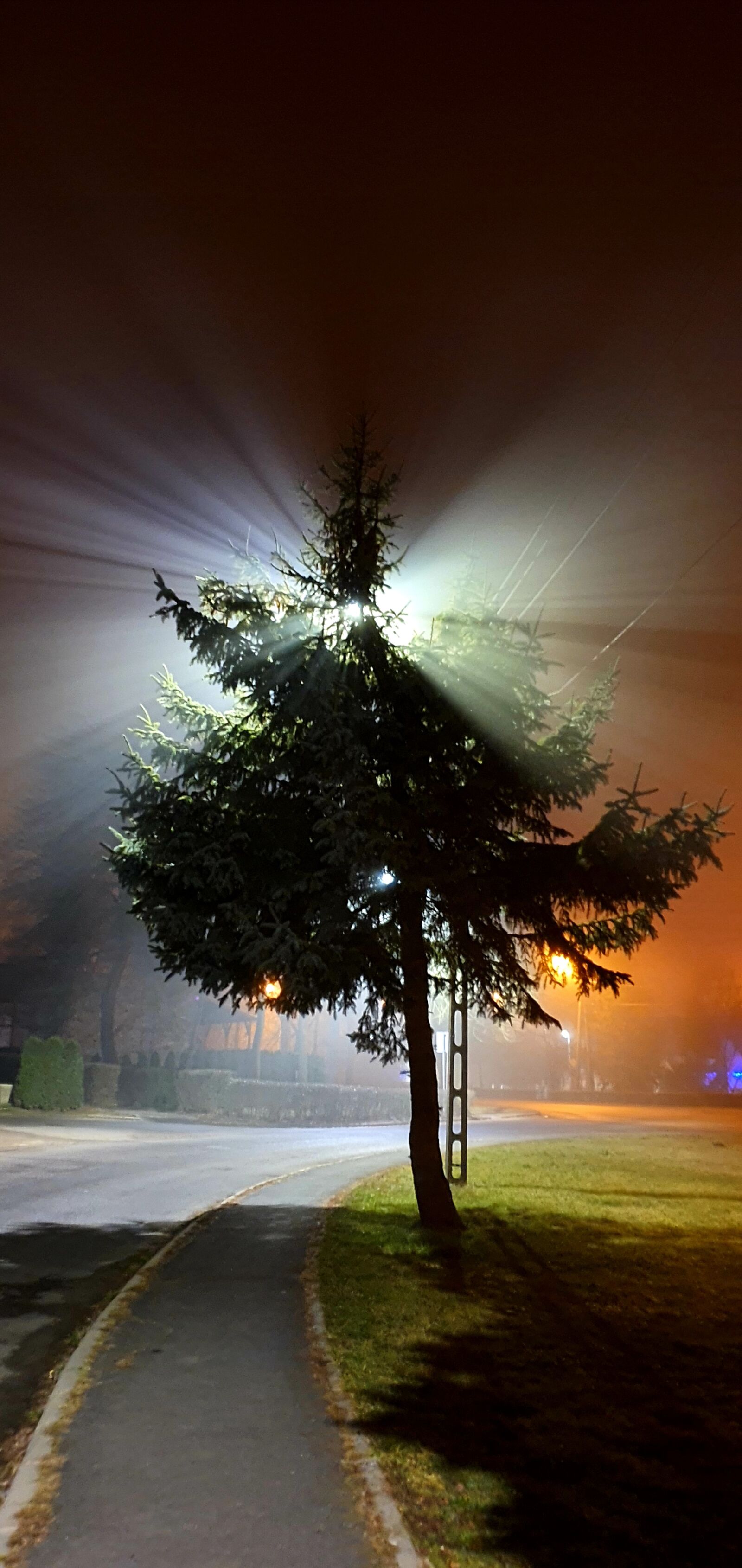 Samsung Galaxy S10+ sample photo. Shadow, night, pine tree photography