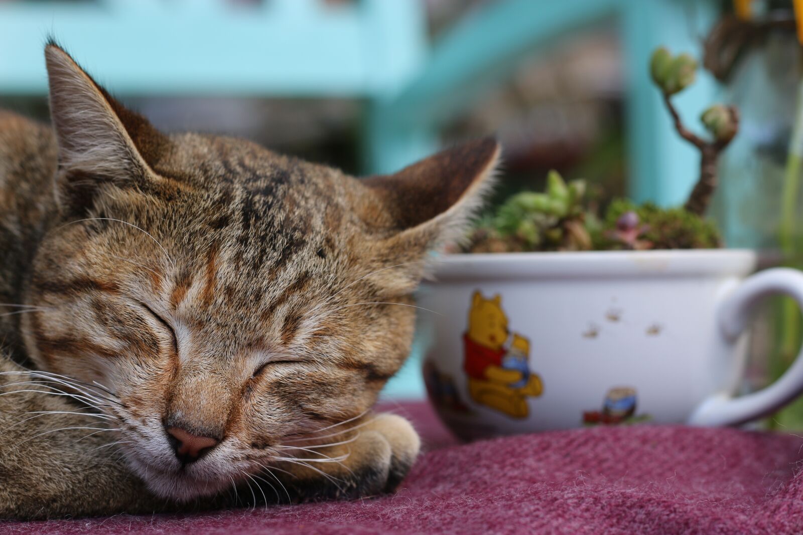 Canon EOS 70D + Canon EF 50mm F1.8 STM sample photo. Cat, animal, pet photography
