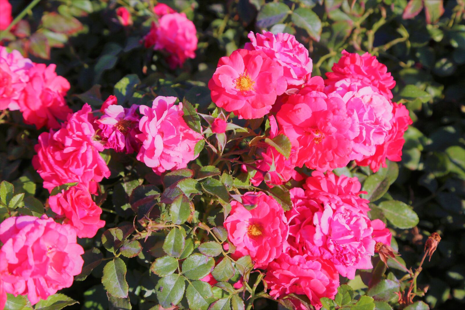 Canon EF 24-105mm F4L IS USM sample photo. Roses, pink, nature photography