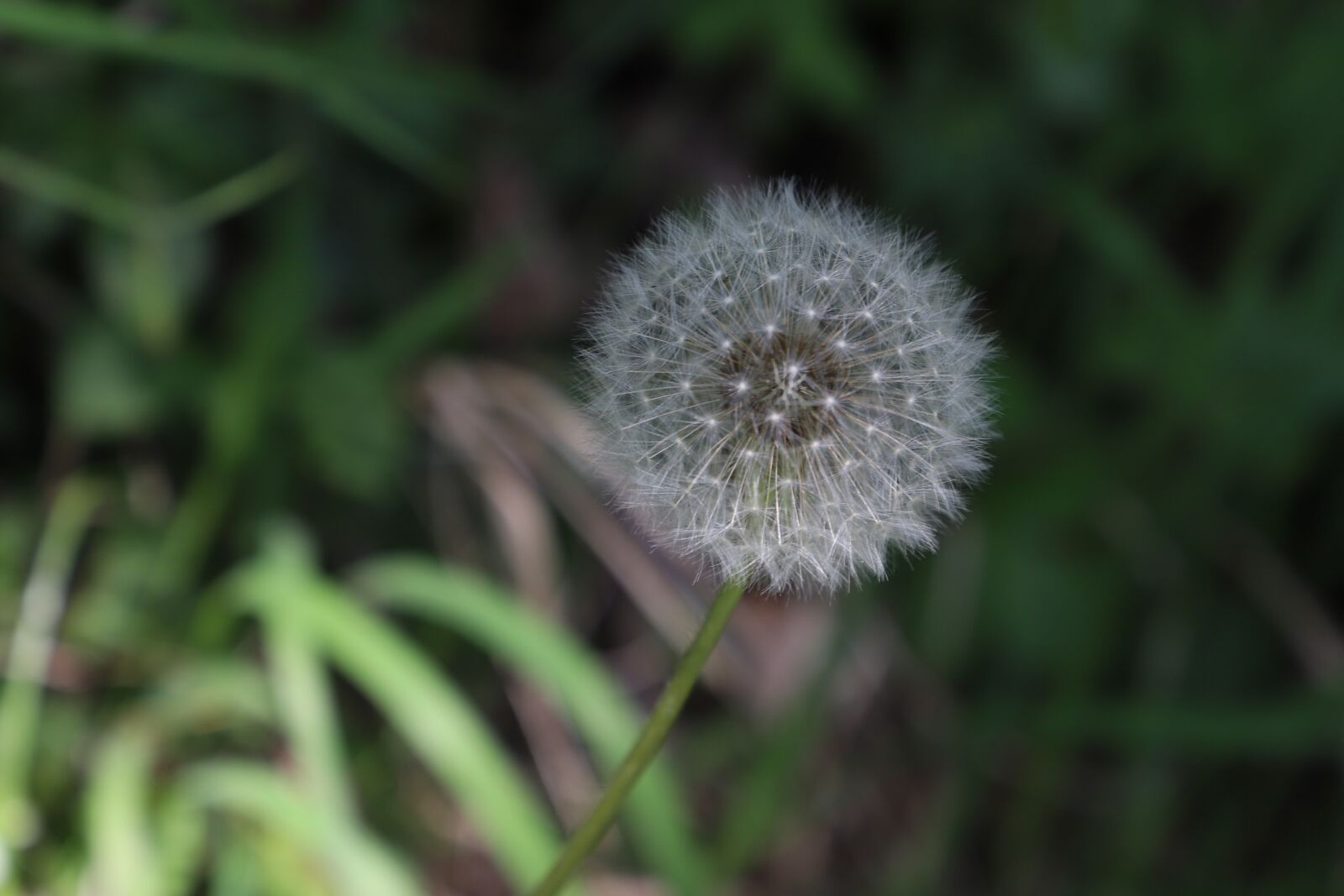 Canon EOS 6D Mark II sample photo. Dandelion, blossom, bloom photography