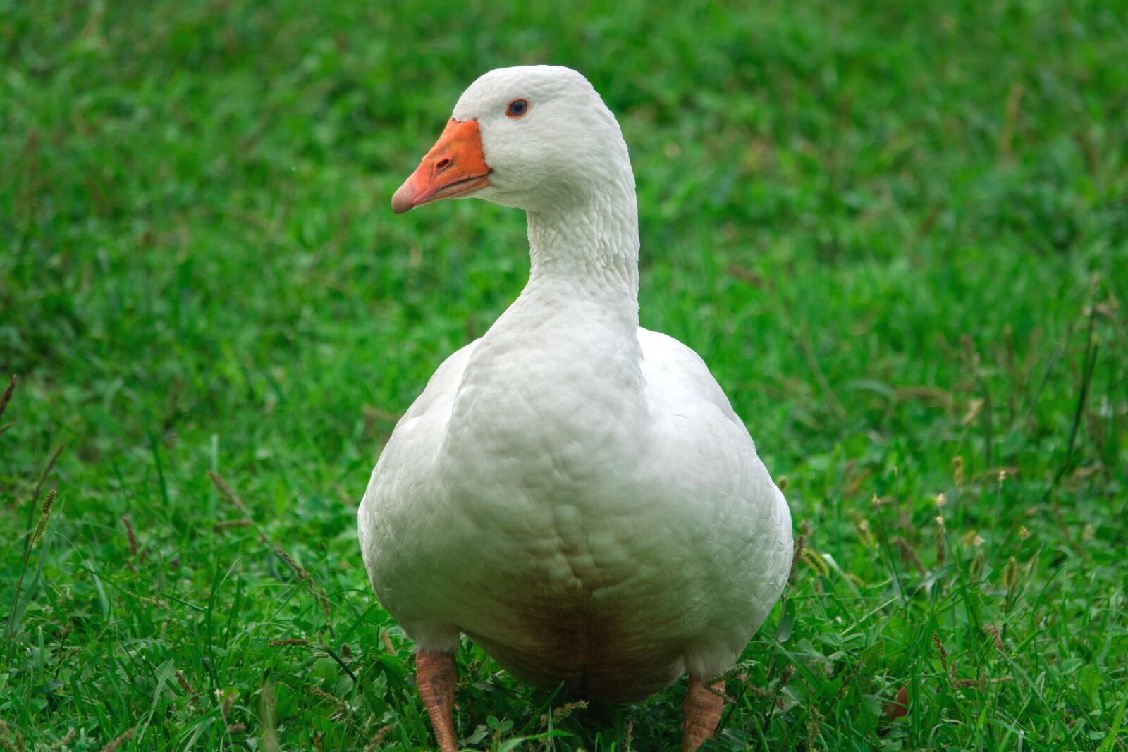 Sony Cyber-shot DSC-RX10 III sample photo. Goose, animal, white photography