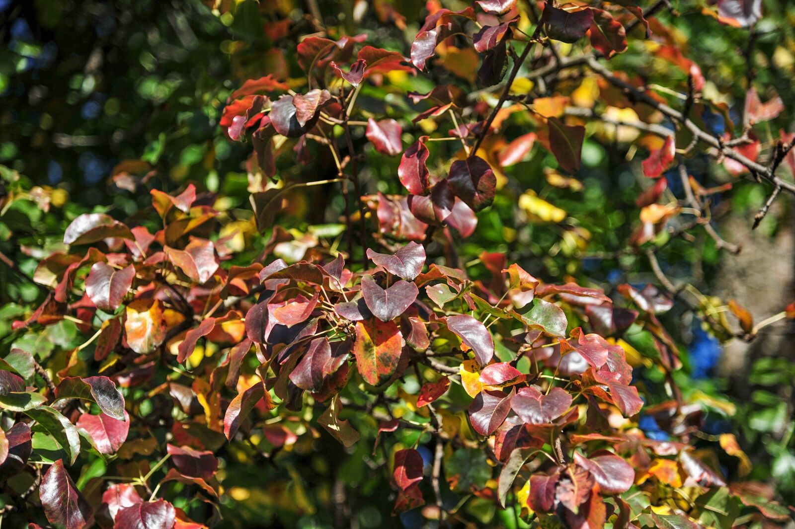 Nikon D700 sample photo. Leaves, autumn, nature photography