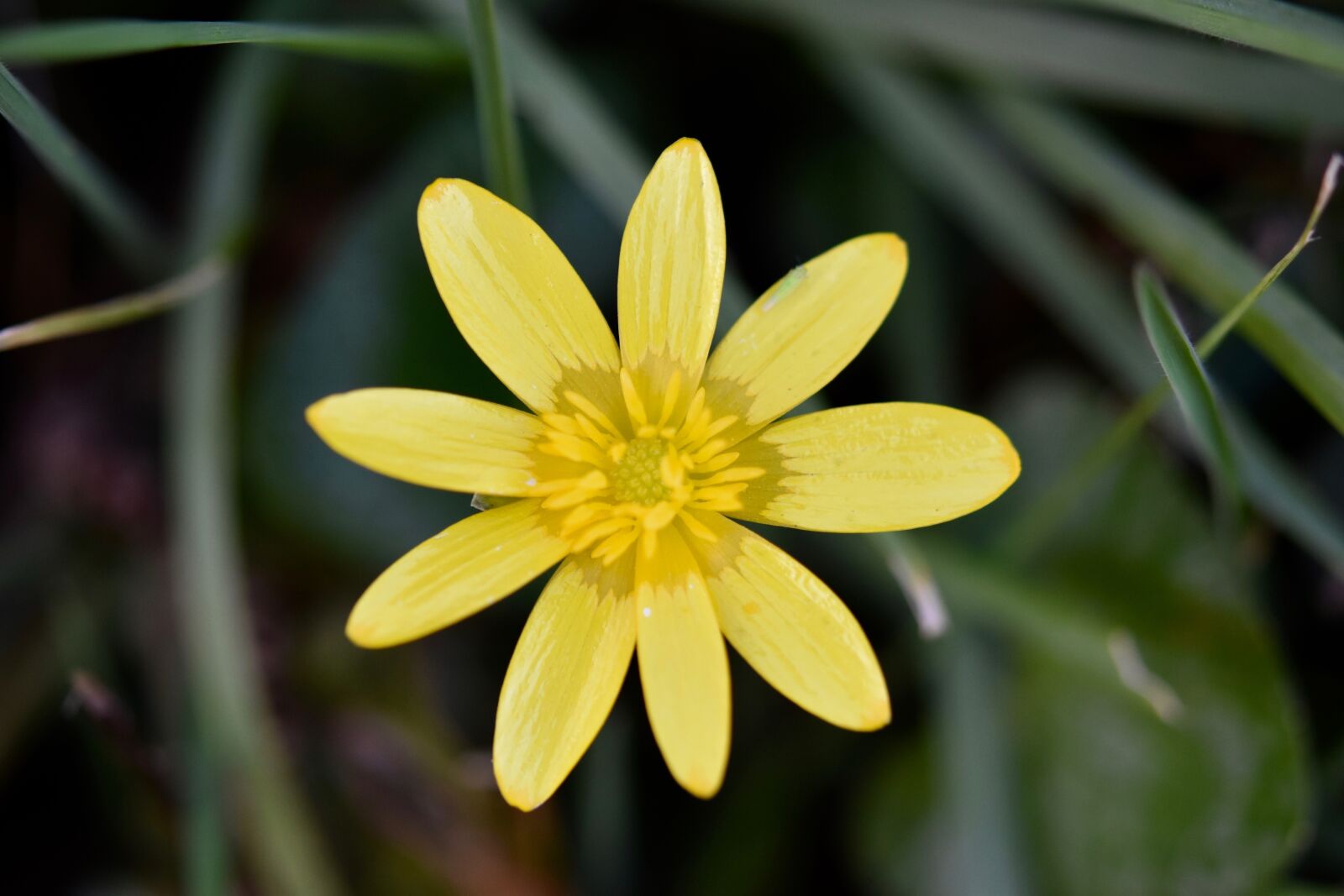 Nikon D5600 sample photo. Flower, petals, yellow flowers photography