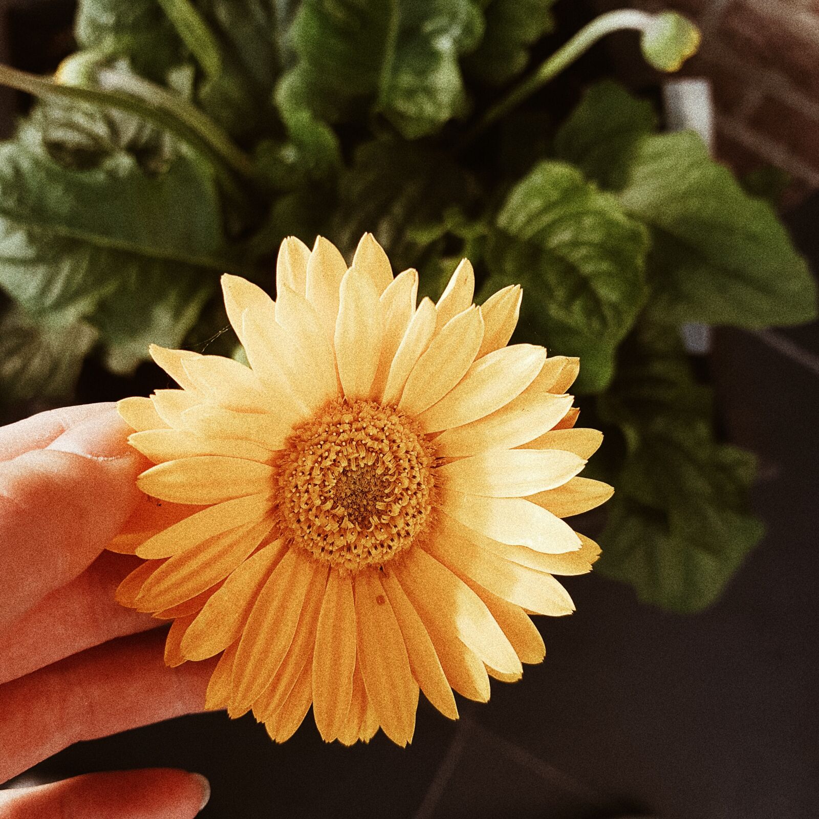 Samsung Galaxy S7 sample photo. Flower, blossom, nature photography