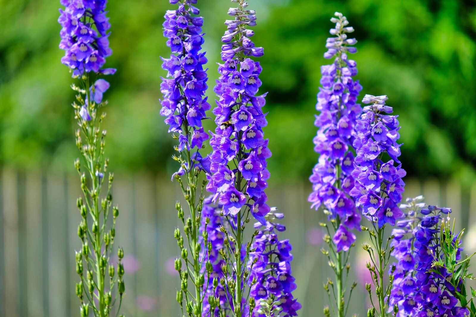 Fujifilm X-T2 + Fujifilm XF 55-200mm F3.5-4.8 R LM OIS sample photo. Violet, flowers, bloom photography