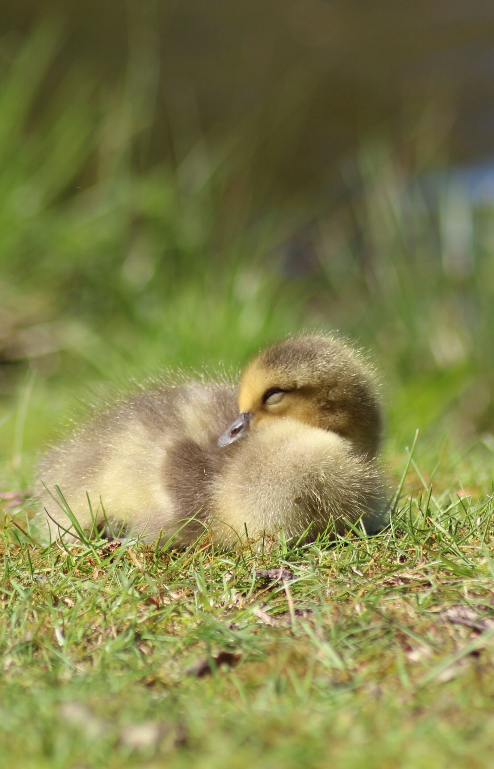 Canon EOS 700D (EOS Rebel T5i / EOS Kiss X7i) sample photo. Animal world, bird, nature photography