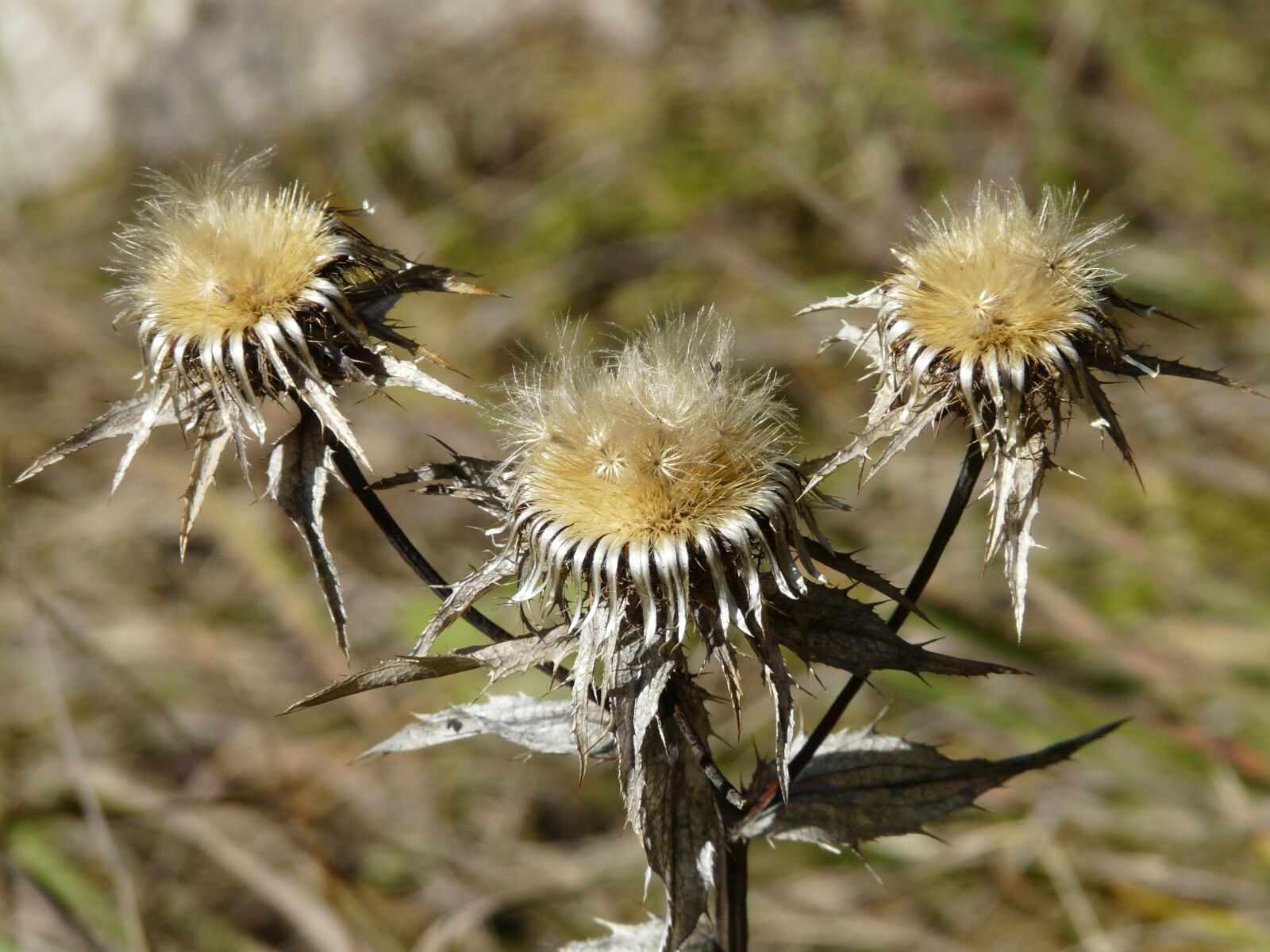 Panasonic DMC-FZ18 sample photo. Gold thistle, flower, trockenblume photography