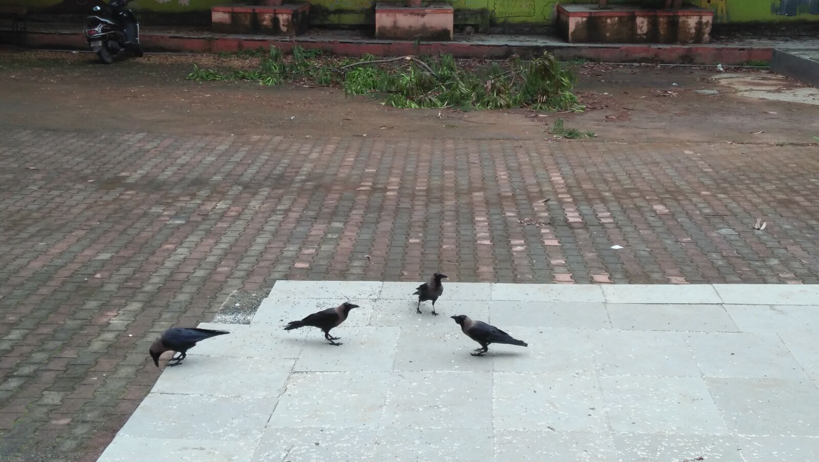OPPO A37fw sample photo. Crow, birds, together photography