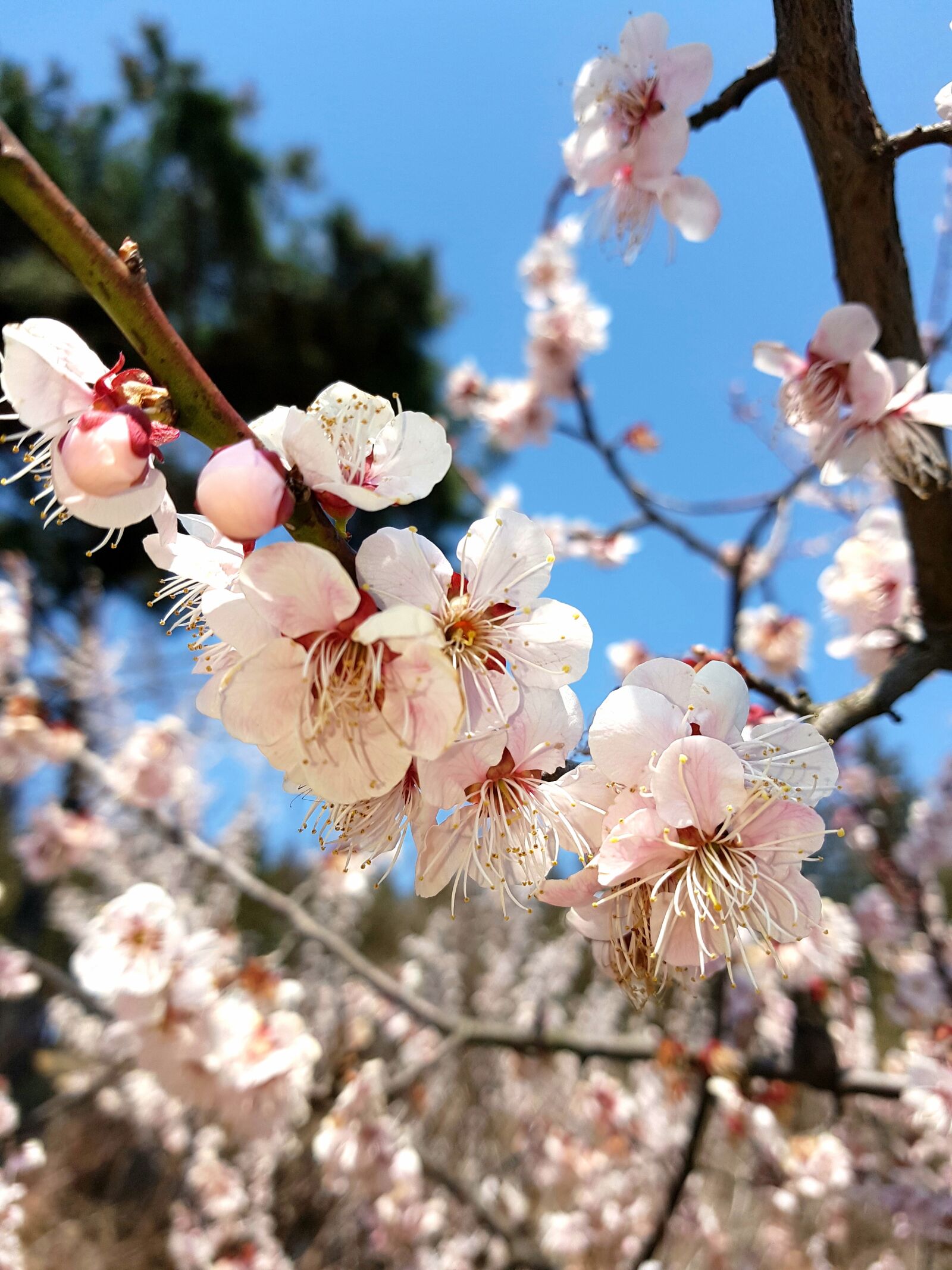 Samsung Galaxy S7 sample photo. Plum, plum trees, plum photography