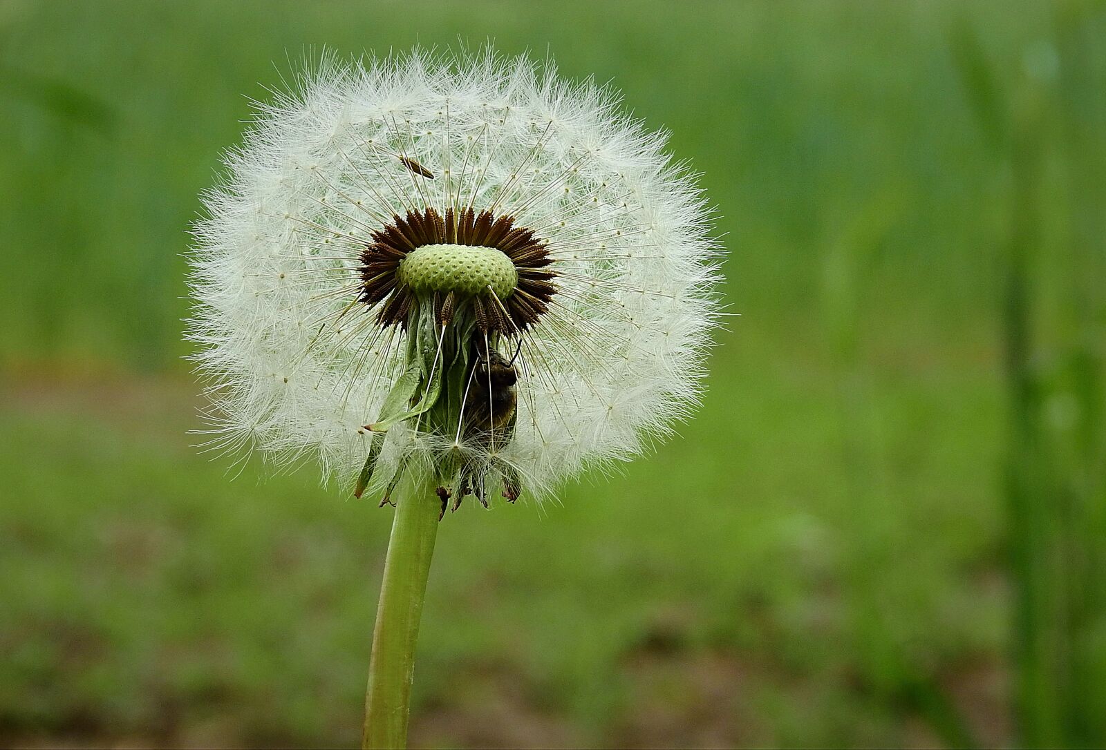 Nikon Coolpix P900 sample photo. Dandelion, spring, sonchus oleraceus photography