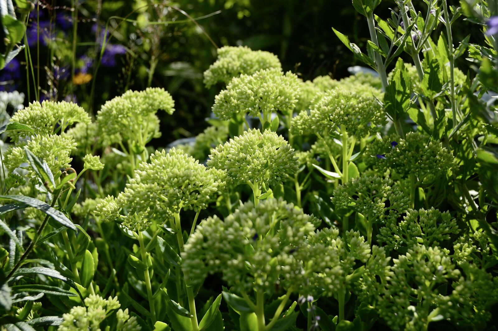 Nikon D3200 sample photo. Sedum, stonecrop, plant photography