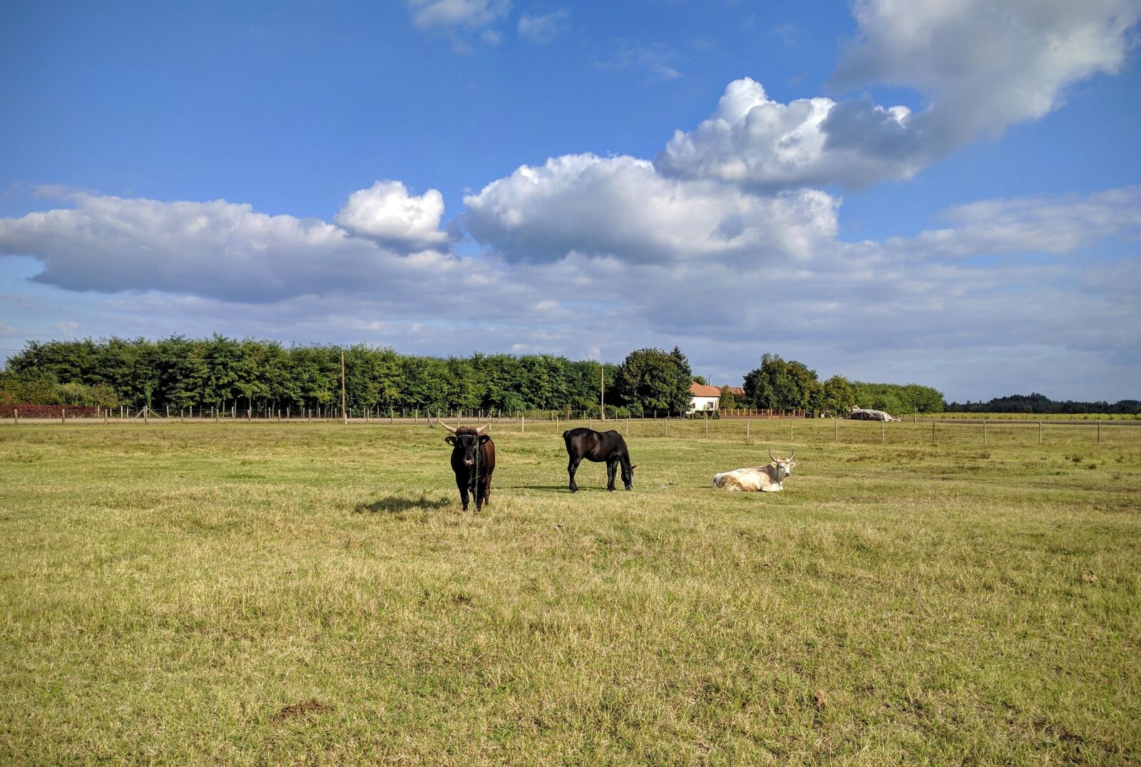 Google Nexus 6P sample photo. Sheer, sky, cow photography
