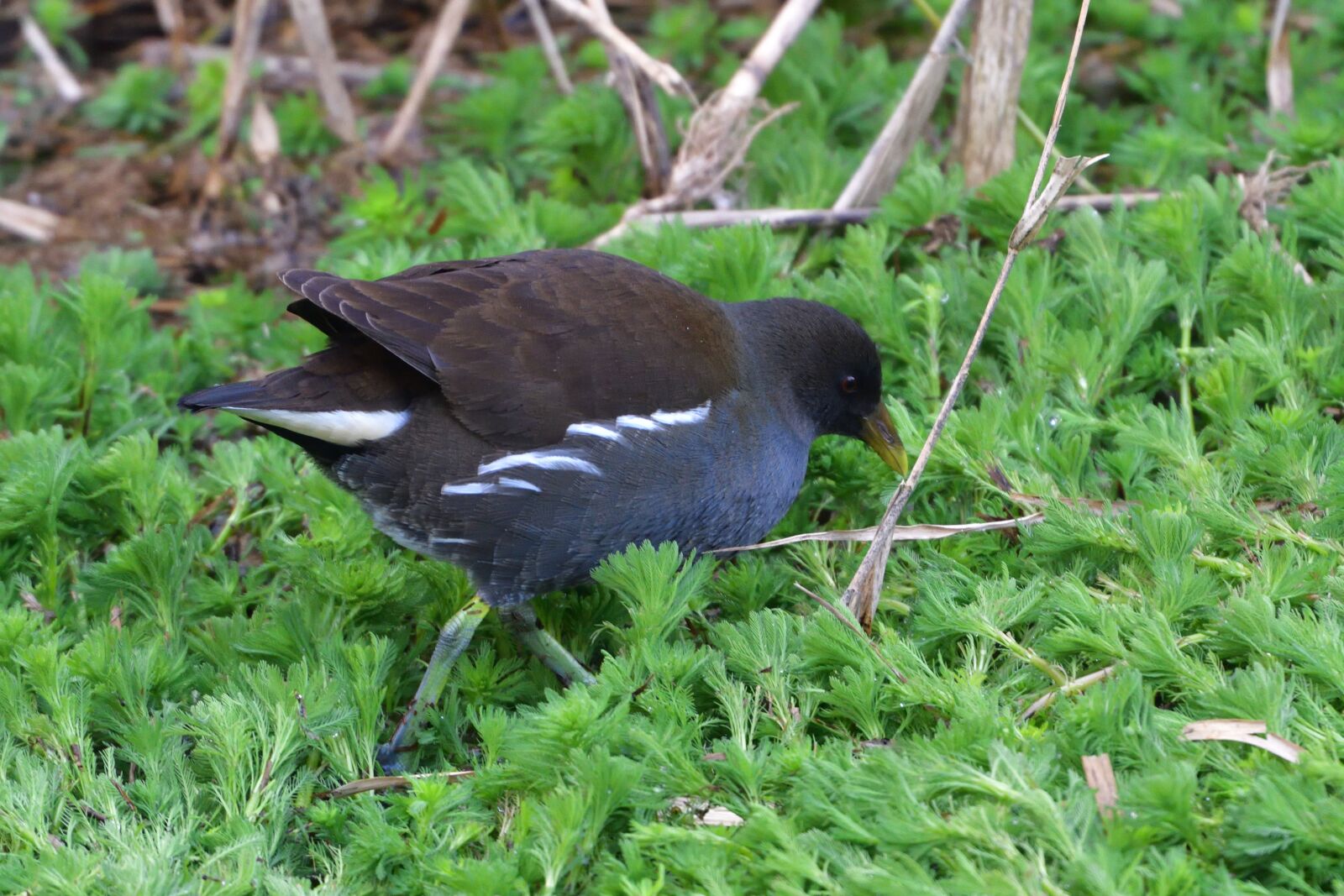Nikon D500 sample photo. Bird, wild animals, natural photography