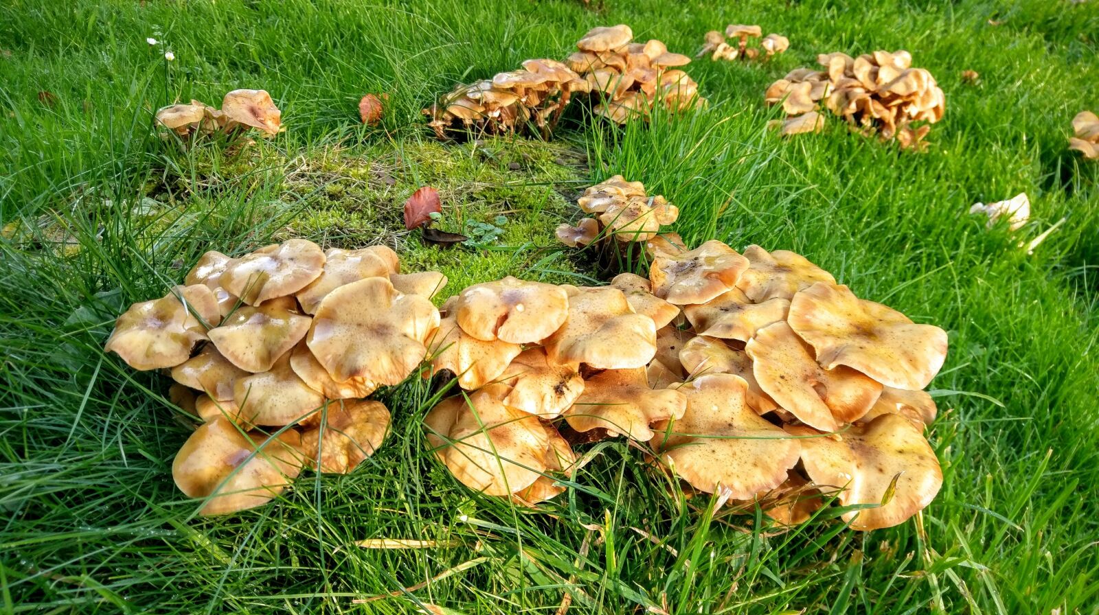 HTC 10 sample photo. Fungus, mushrooms, garden photography