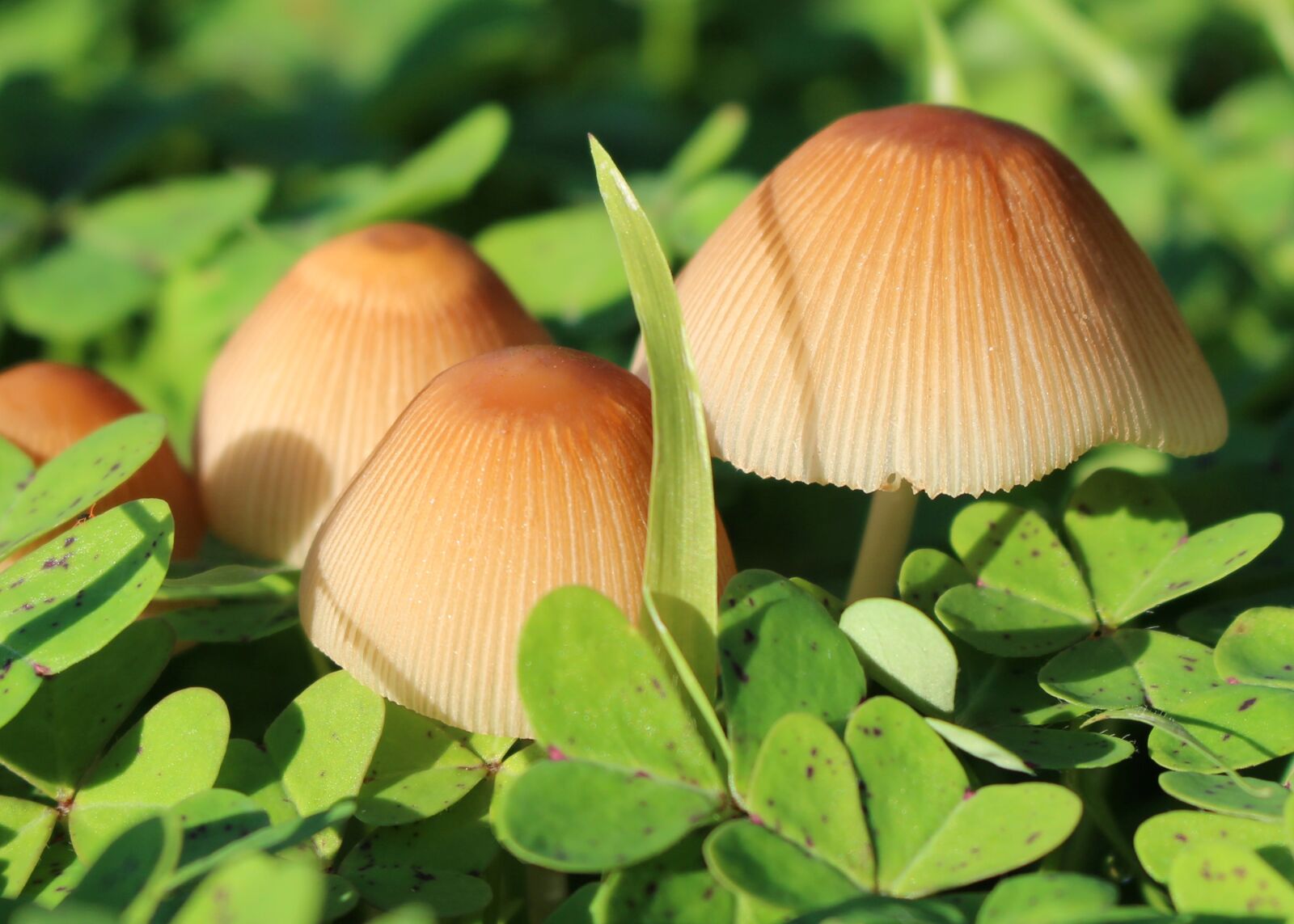 Canon EOS 700D (EOS Rebel T5i / EOS Kiss X7i) sample photo. Mushrooms, toadstools, ridges photography