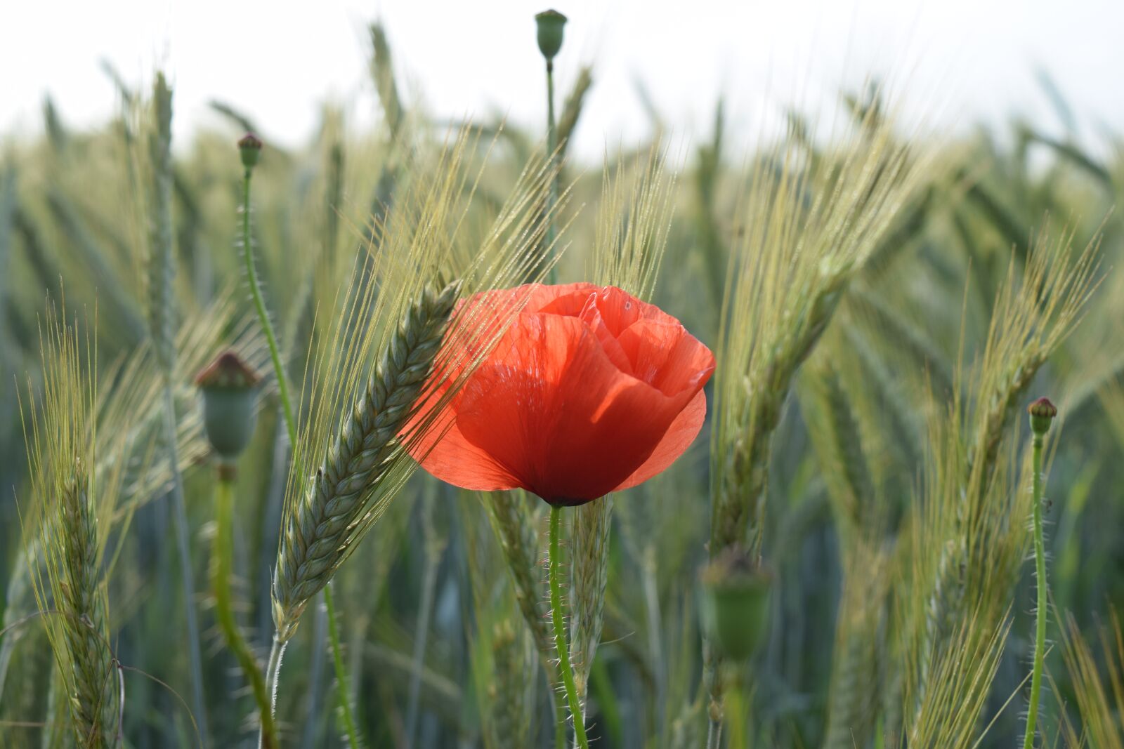 Nikon D5300 sample photo. Poppy, wheat, field photography