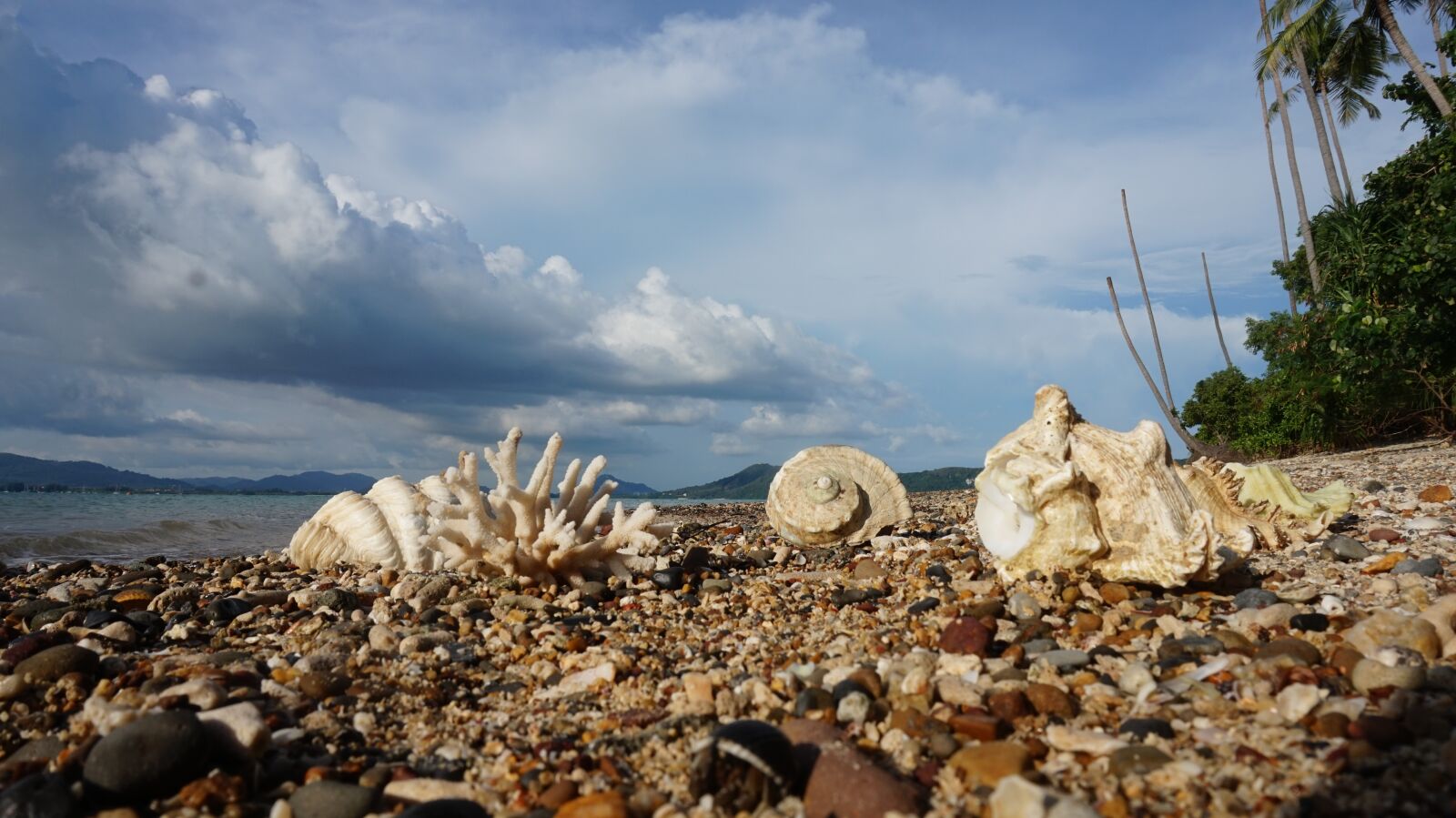 Sony Alpha a5000 (ILCE 5000) sample photo. Shells, beach, tropical photography