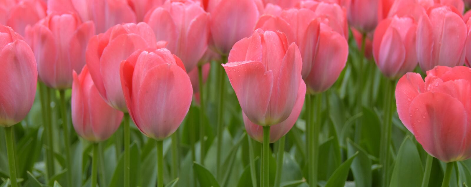 Nikon D7200 sample photo. Tulips, keukenhof, holland photography