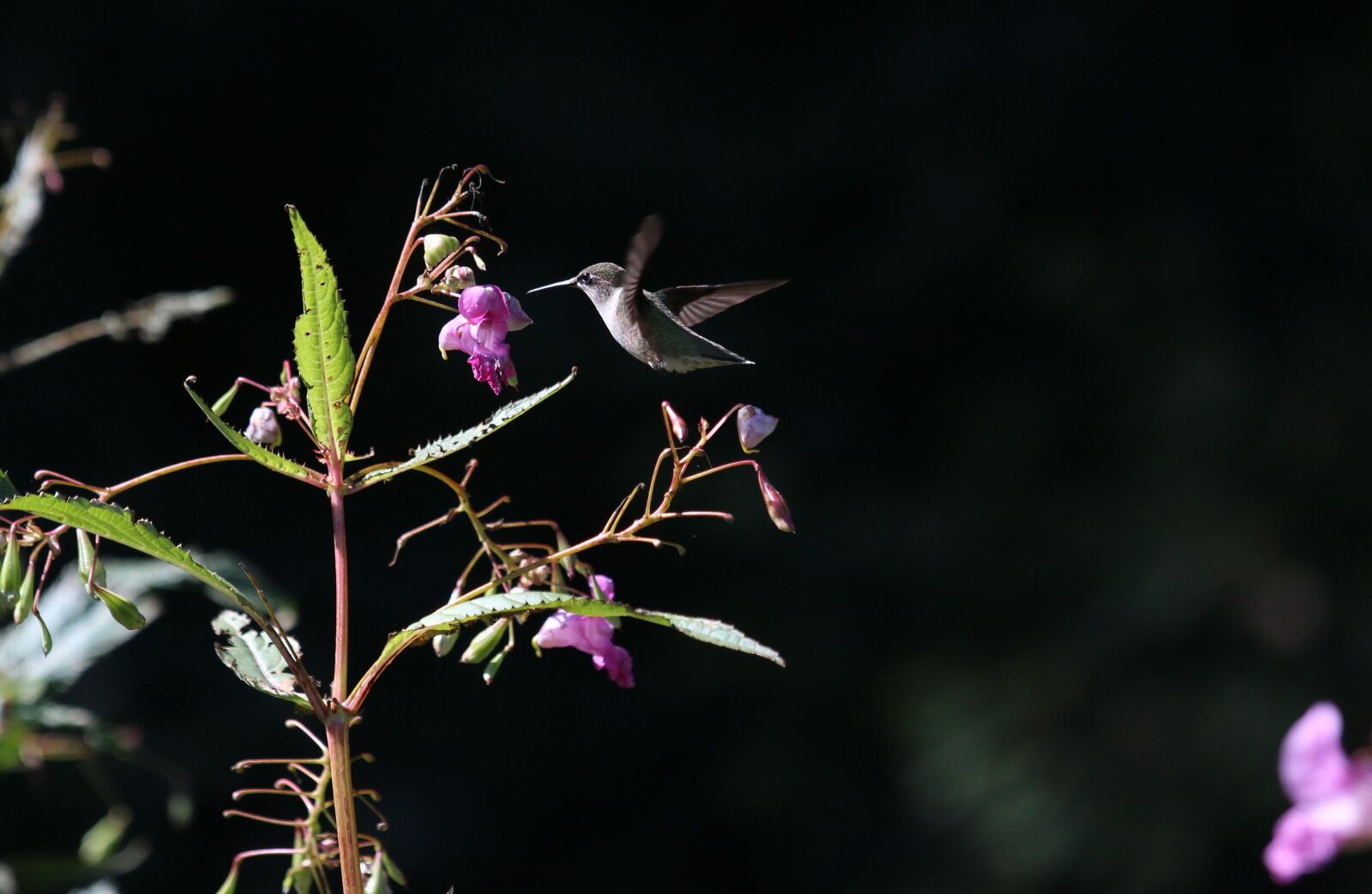 Canon EOS 600D (Rebel EOS T3i / EOS Kiss X5) sample photo. Bird, bloom, blossom photography