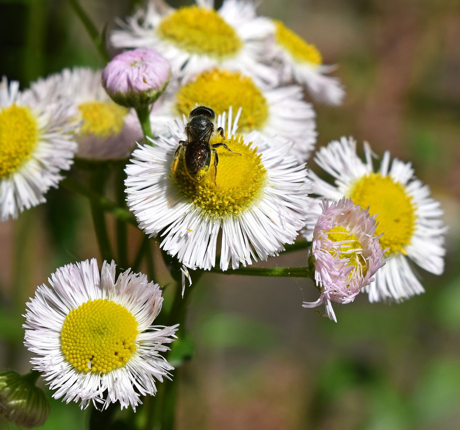 Nikon D3300 sample photo. Fleabane and bee, honey photography