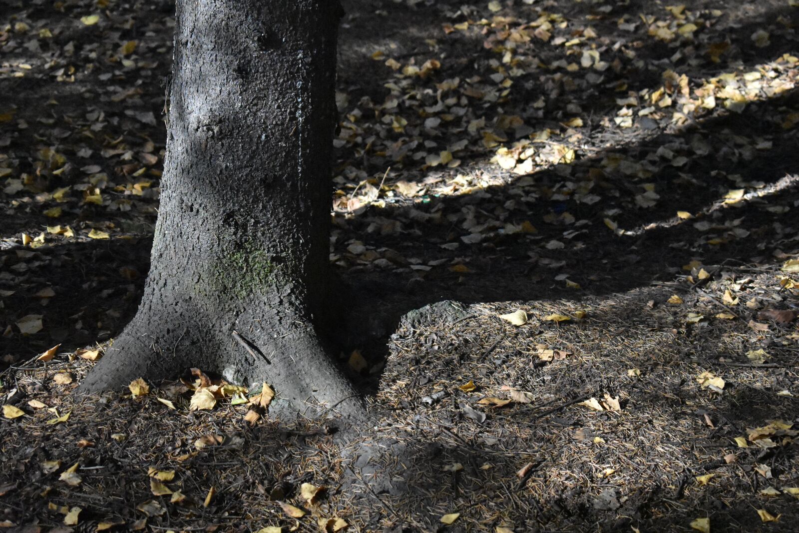 Nikon D3400 sample photo. Forest, spruce, trunk photography