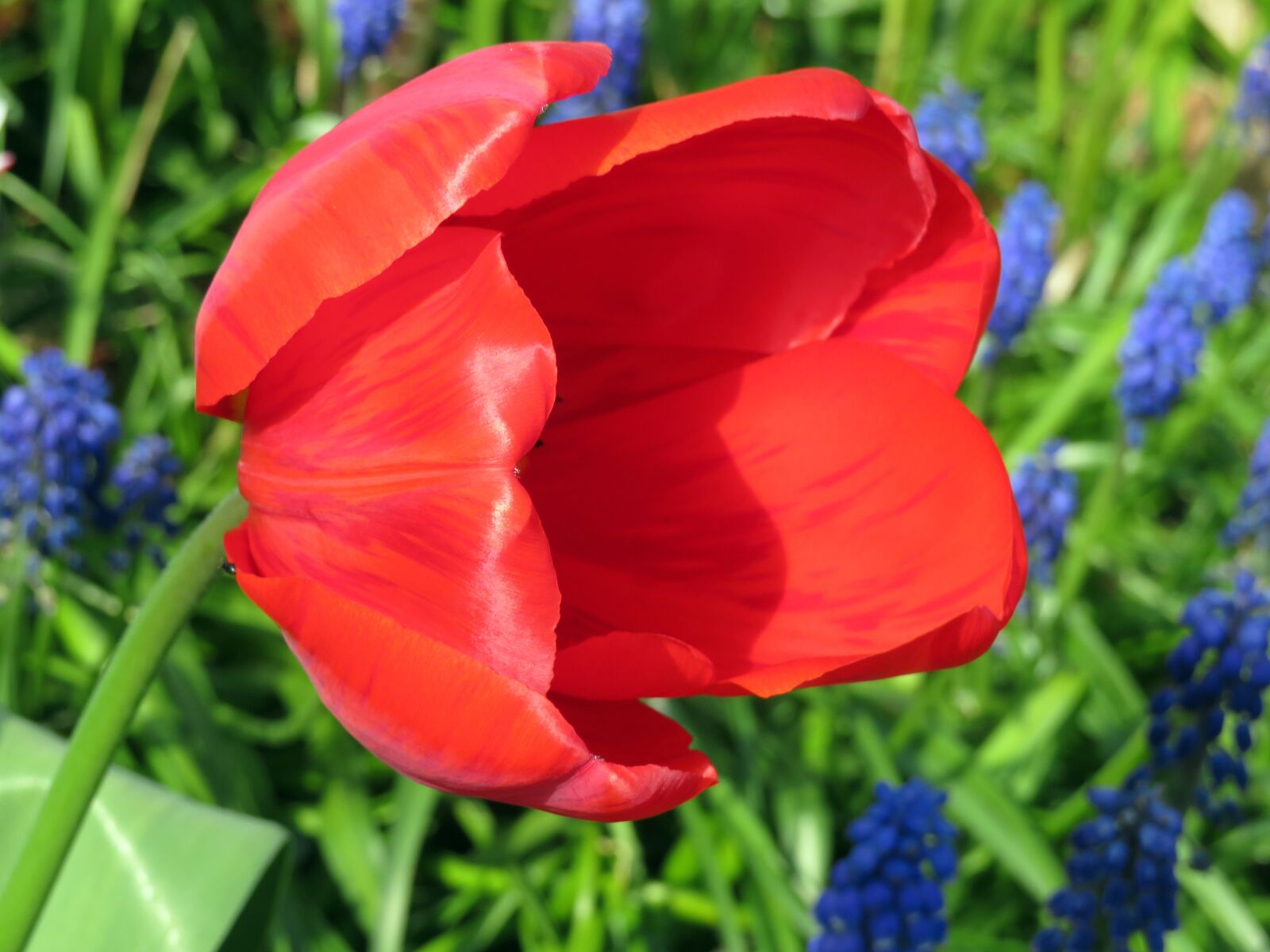 Canon PowerShot SX540 HS sample photo. Tulip, red, spring photography