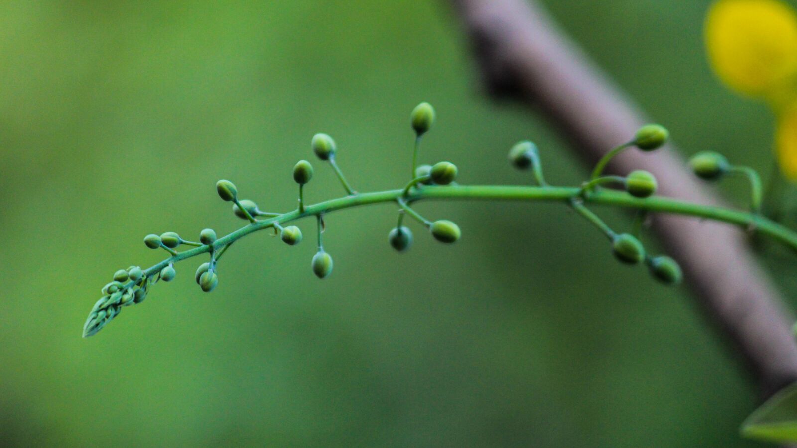 Canon EOS 1300D (EOS Rebel T6 / EOS Kiss X80) sample photo. Nature, green, travel photography