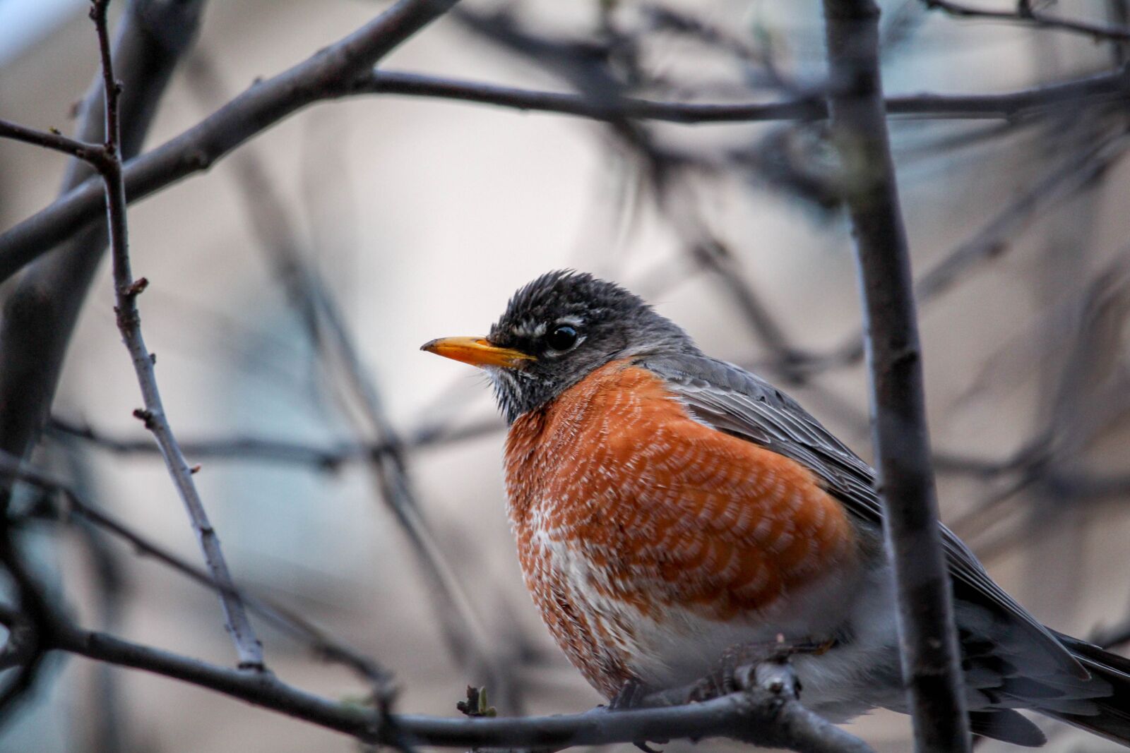 Canon EOS 700D (EOS Rebel T5i / EOS Kiss X7i) sample photo. Nature, bird, outdoors photography
