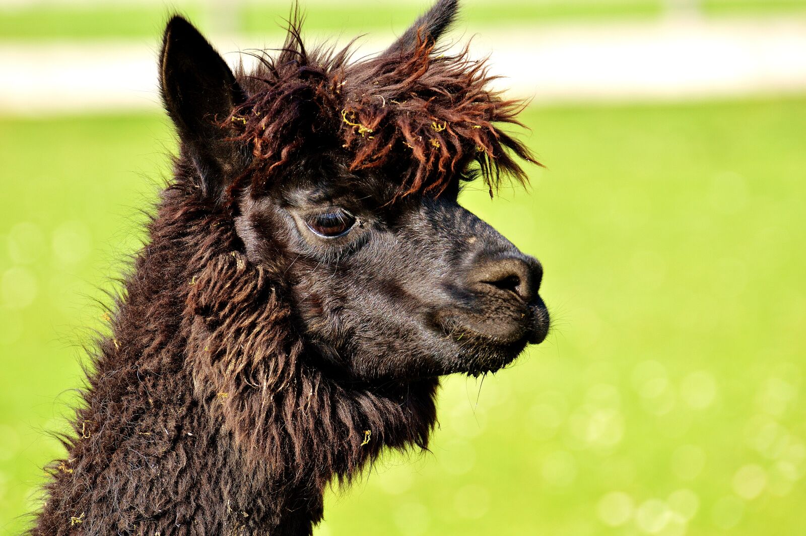 Nikon D3200 sample photo. Lama, head, black photography