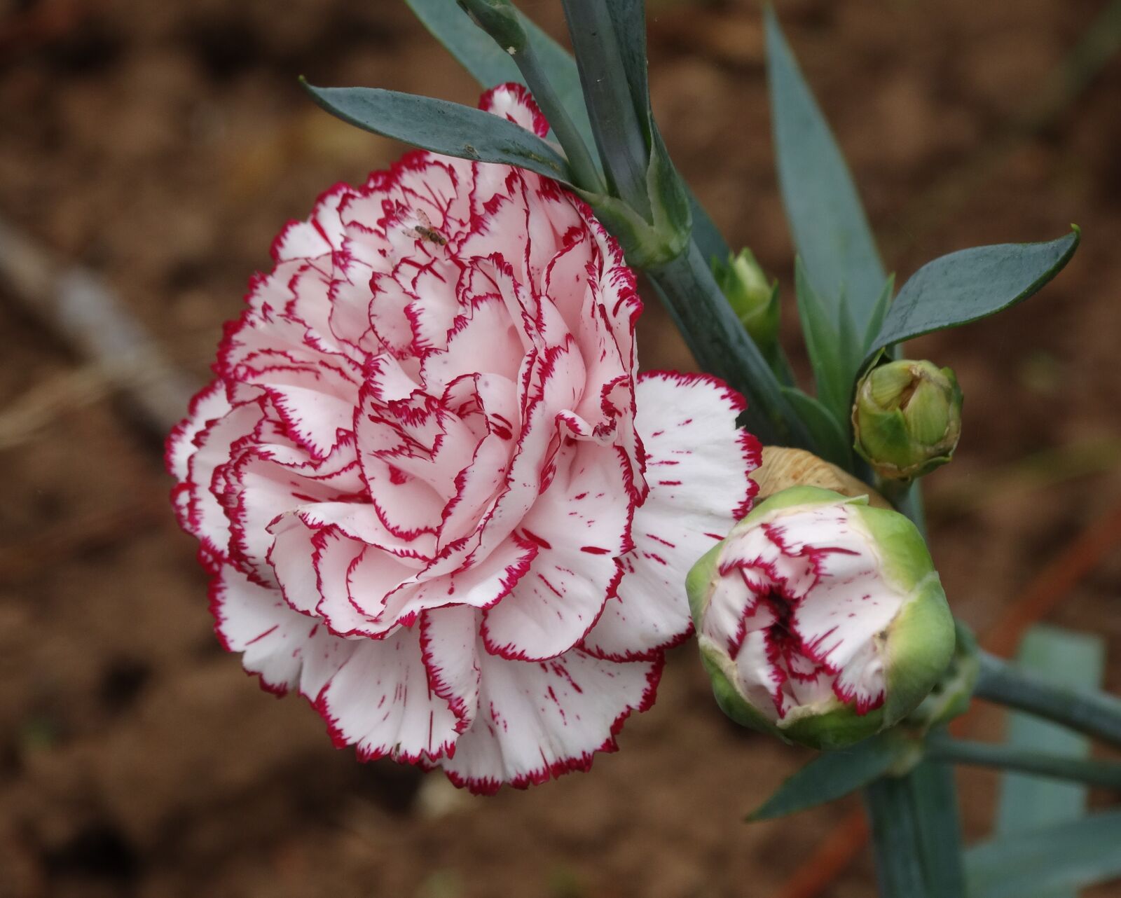 Sony Cyber-shot DSC-HX300 sample photo. Carnation, flower, red photography